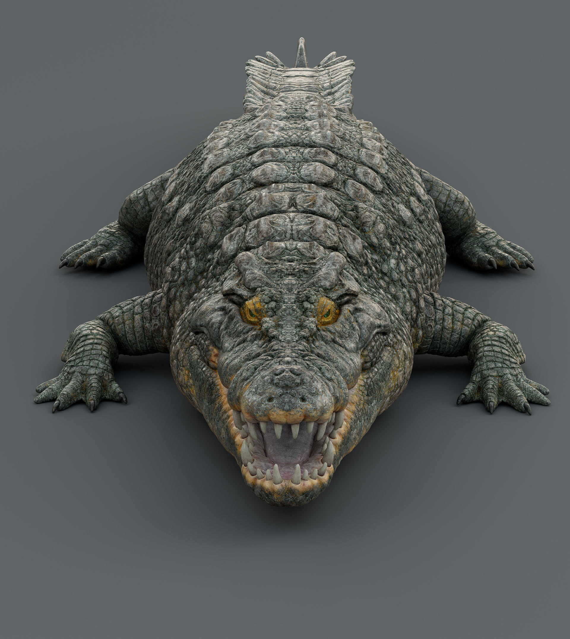 Crocodile  3D model_11