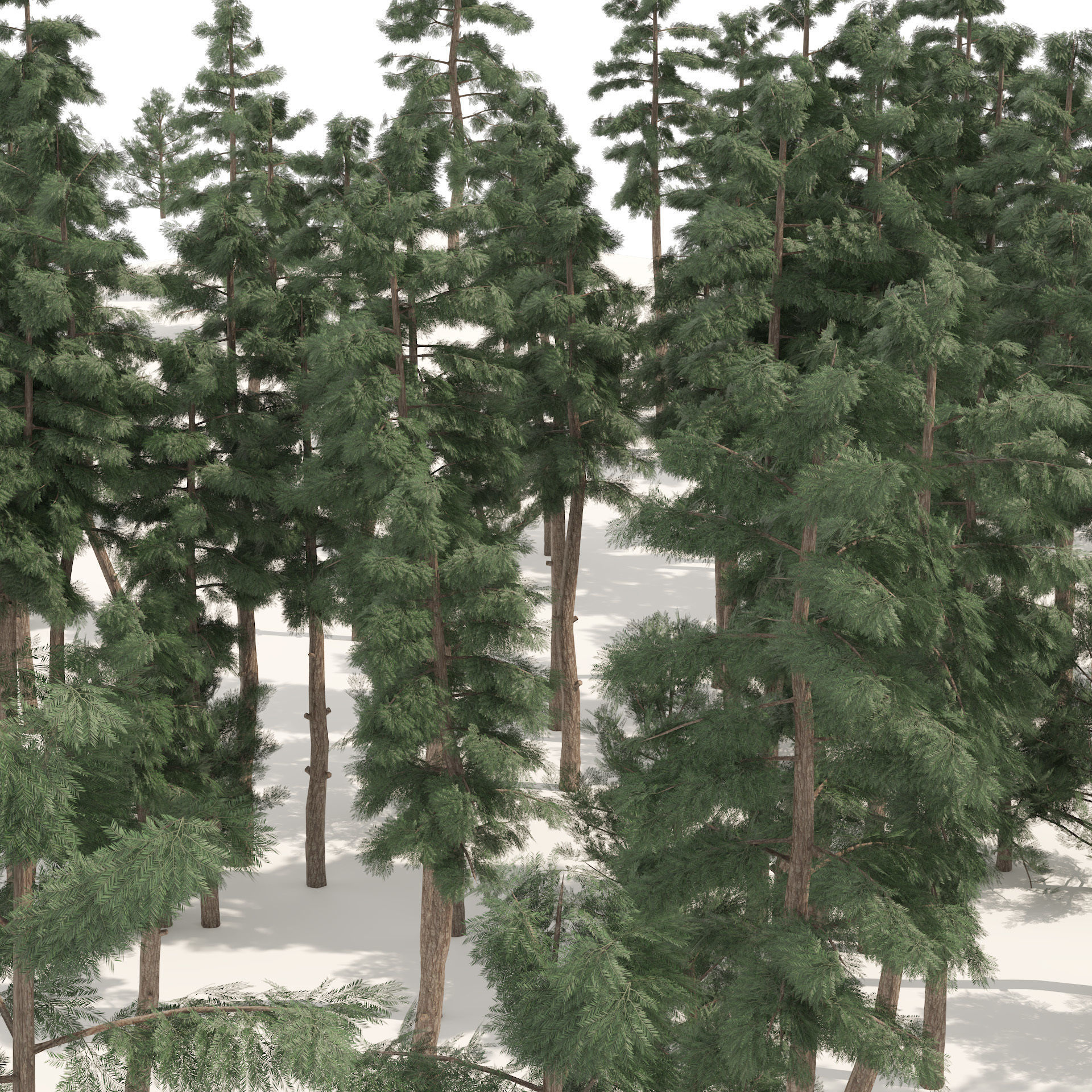 Evergreen conifer forest trees Low-poly 3D model_2