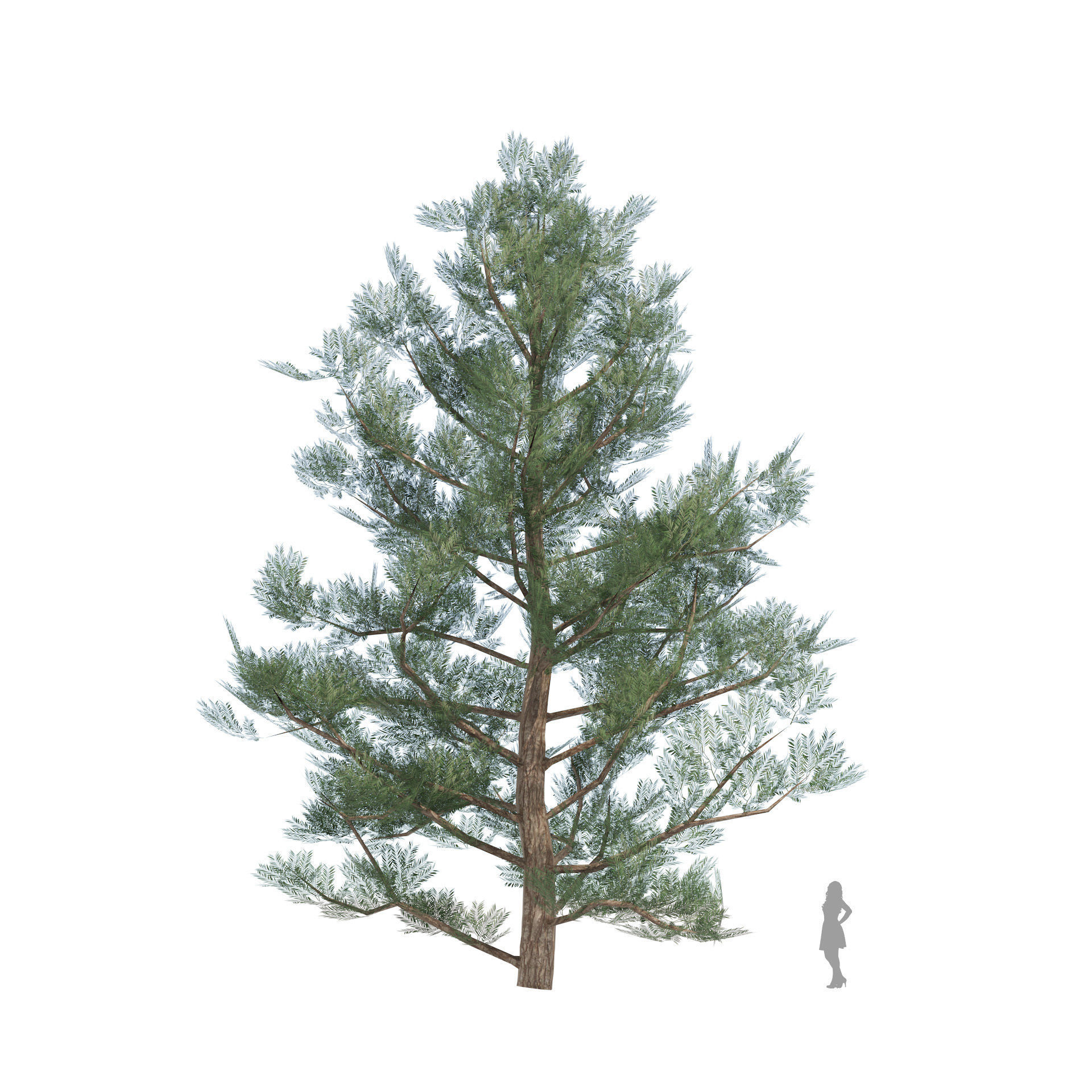 Evergreen conifer forest trees Low-poly 3D model_3