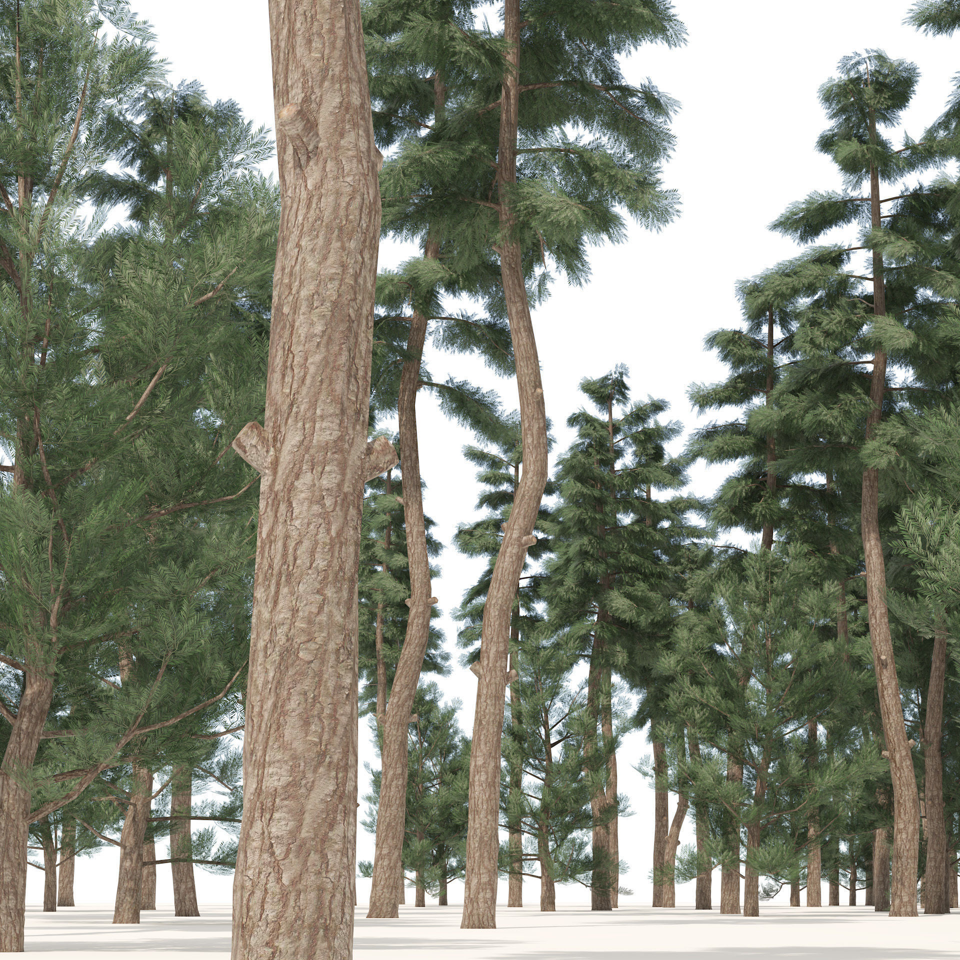 Evergreen conifer forest trees Low-poly 3D model_1