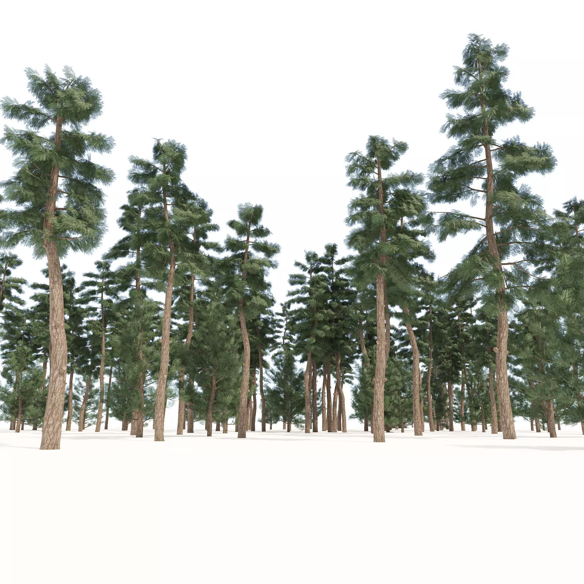 Evergreen conifer forest trees Low-poly 3D model_0