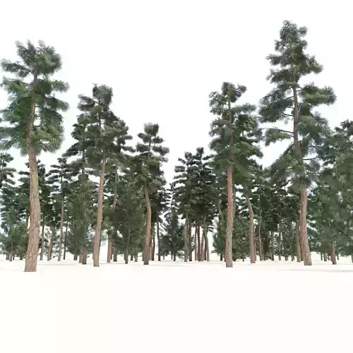 Evergreen conifer forest trees Low-poly 3D model