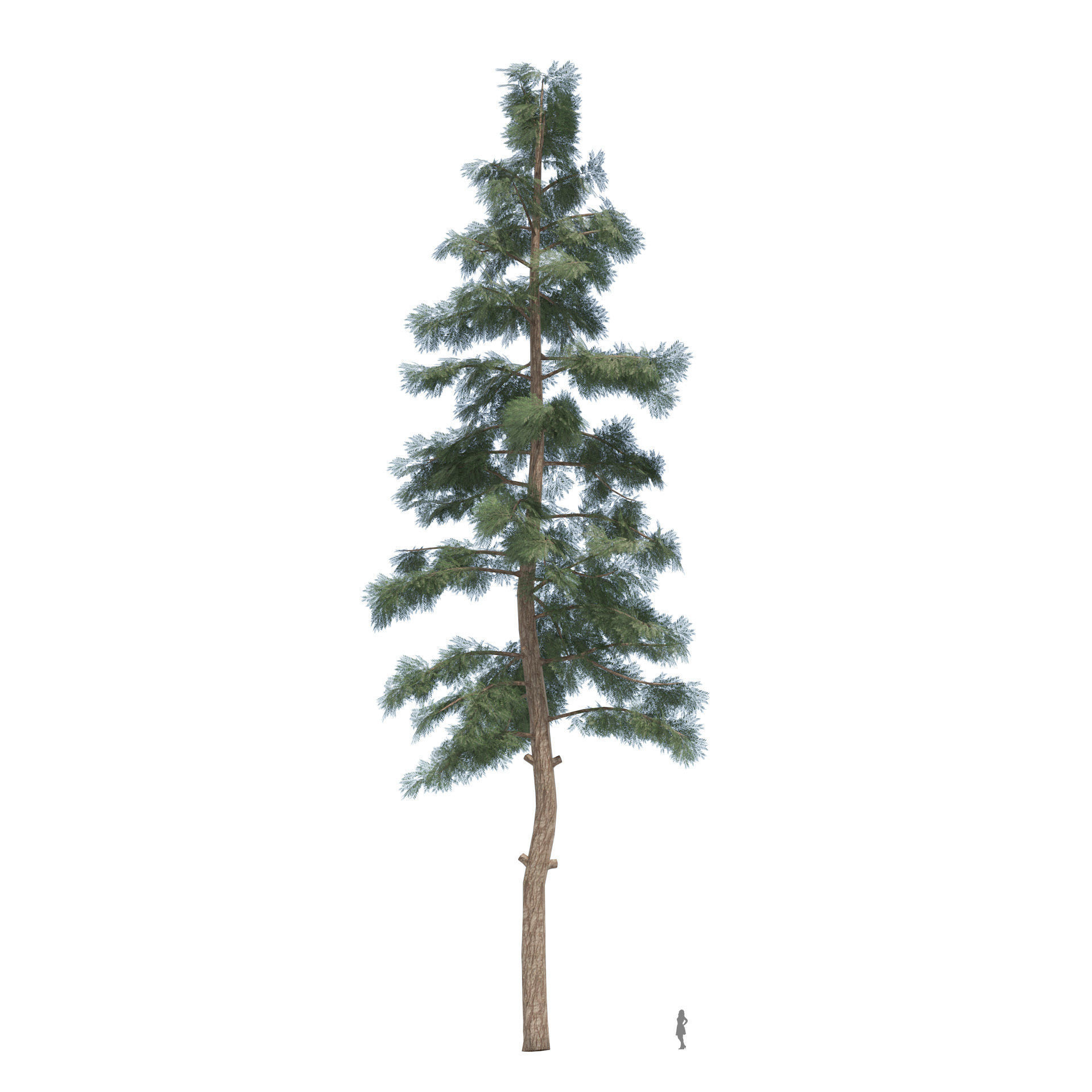 Evergreen conifer forest trees Low-poly 3D model_4