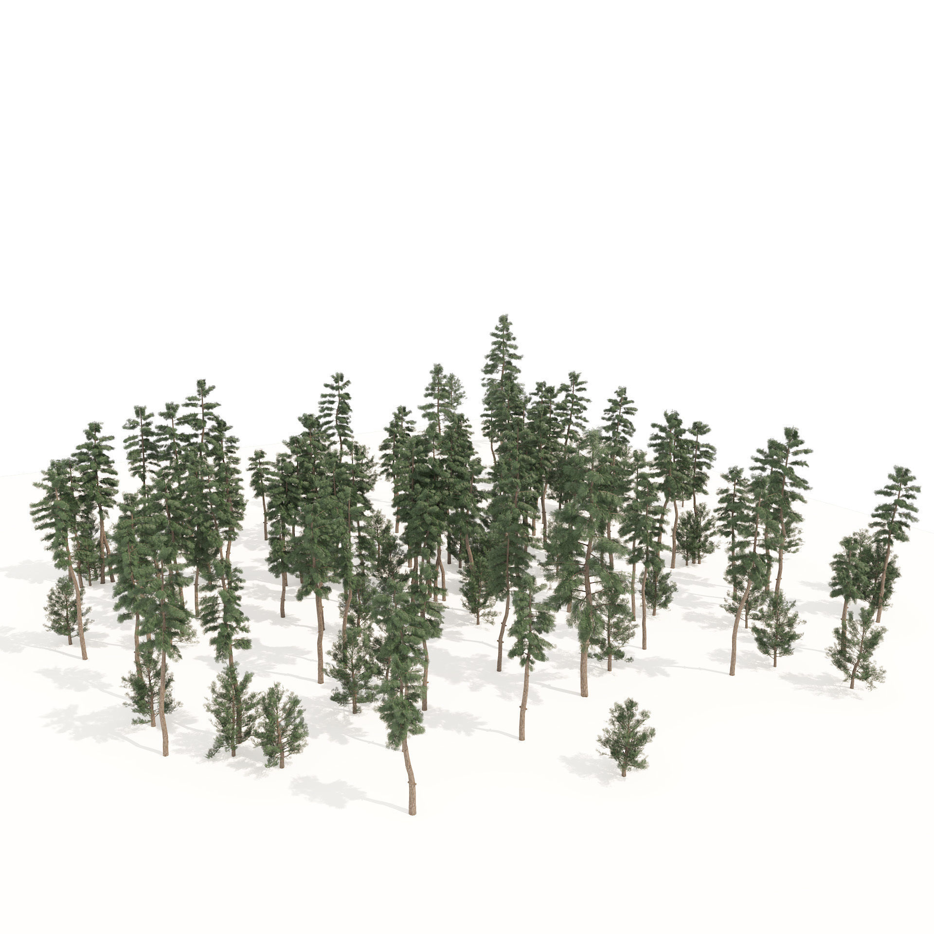 Evergreen conifer forest trees Low-poly 3D model_7