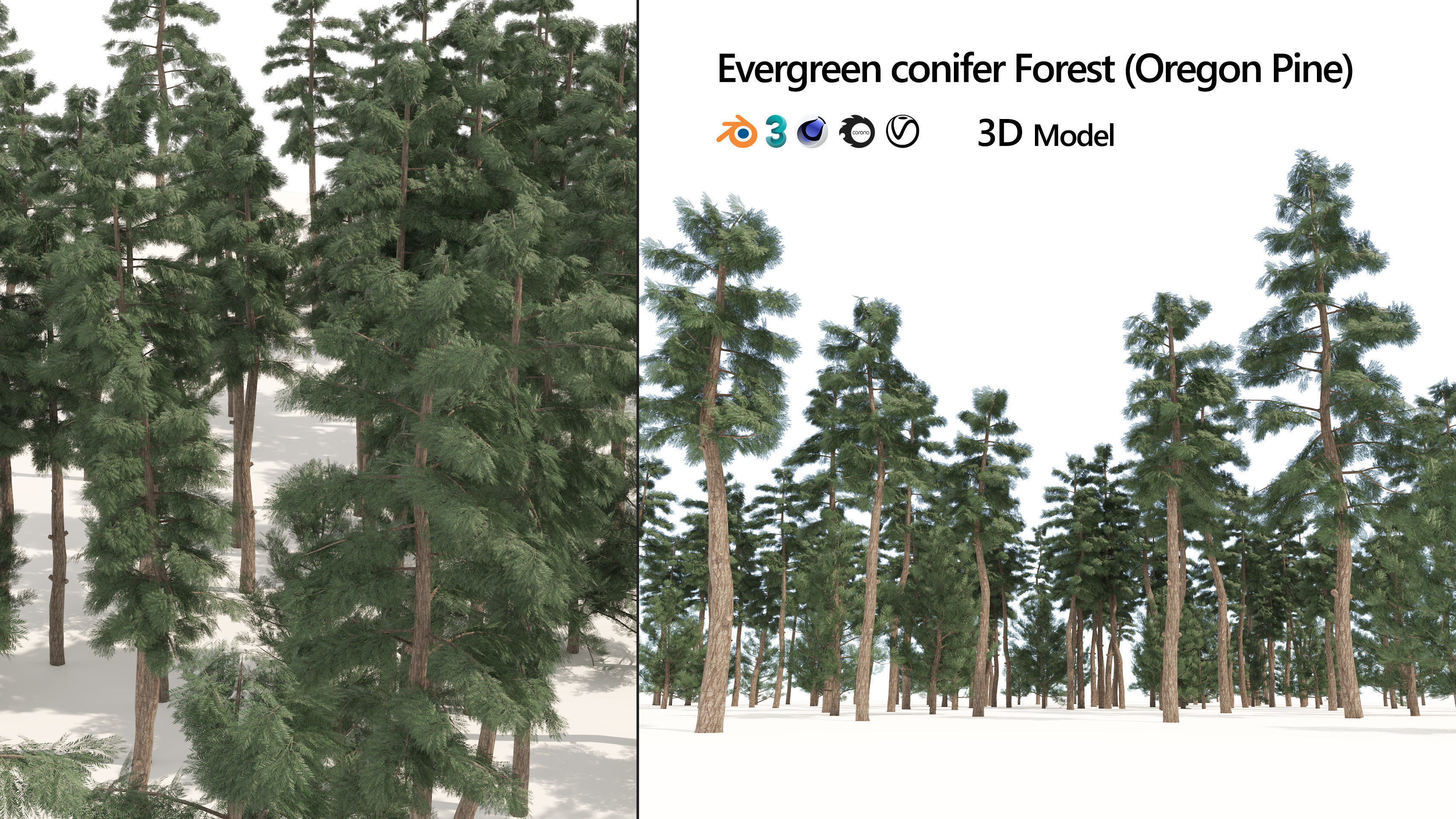 Evergreen conifer forest trees Low-poly 3D model_6