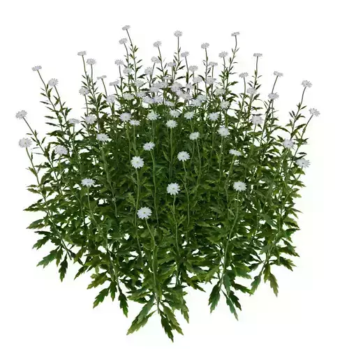 daisy Flower Low-poly 3D model