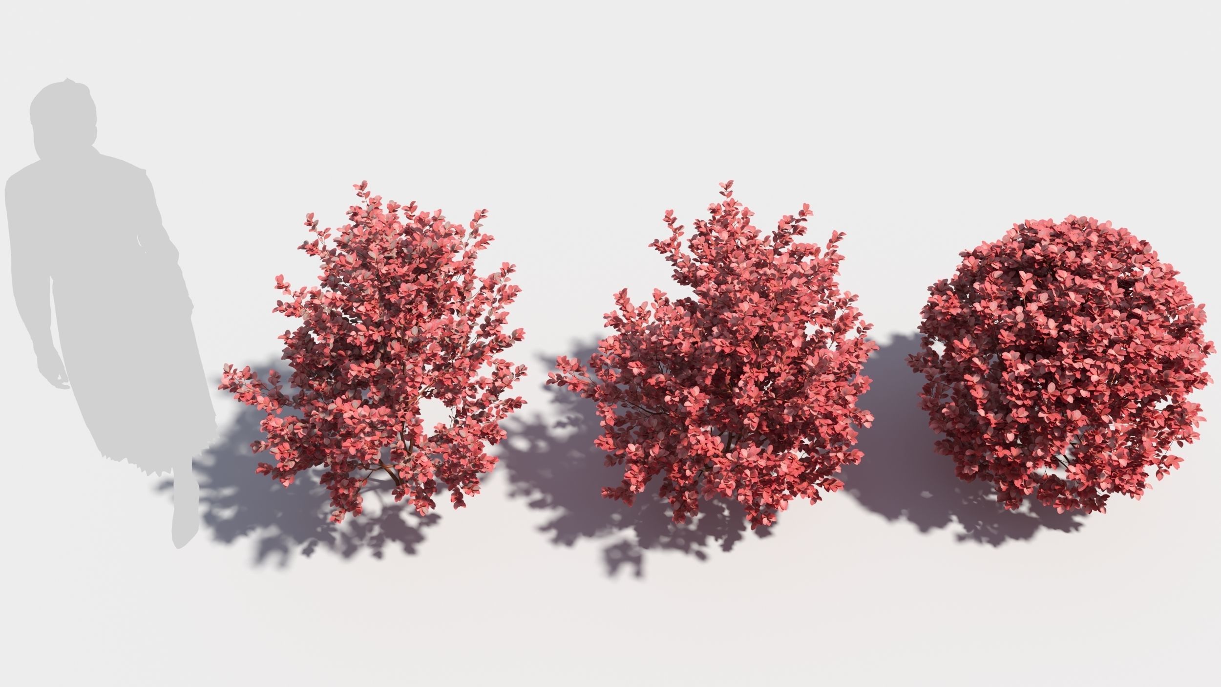 Berberis thunbergii 3D model_3