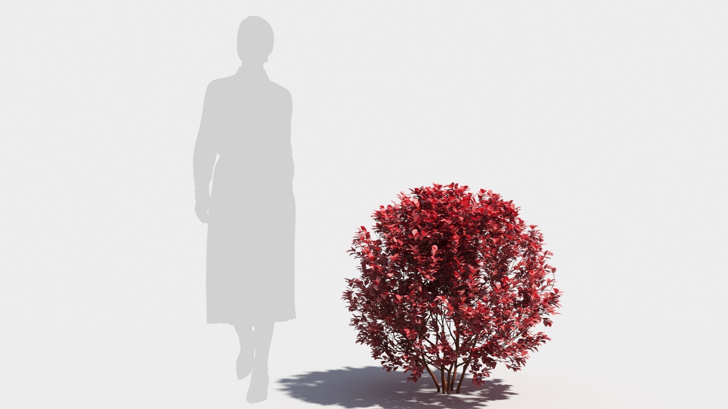 Berberis thunbergii 3D model_7