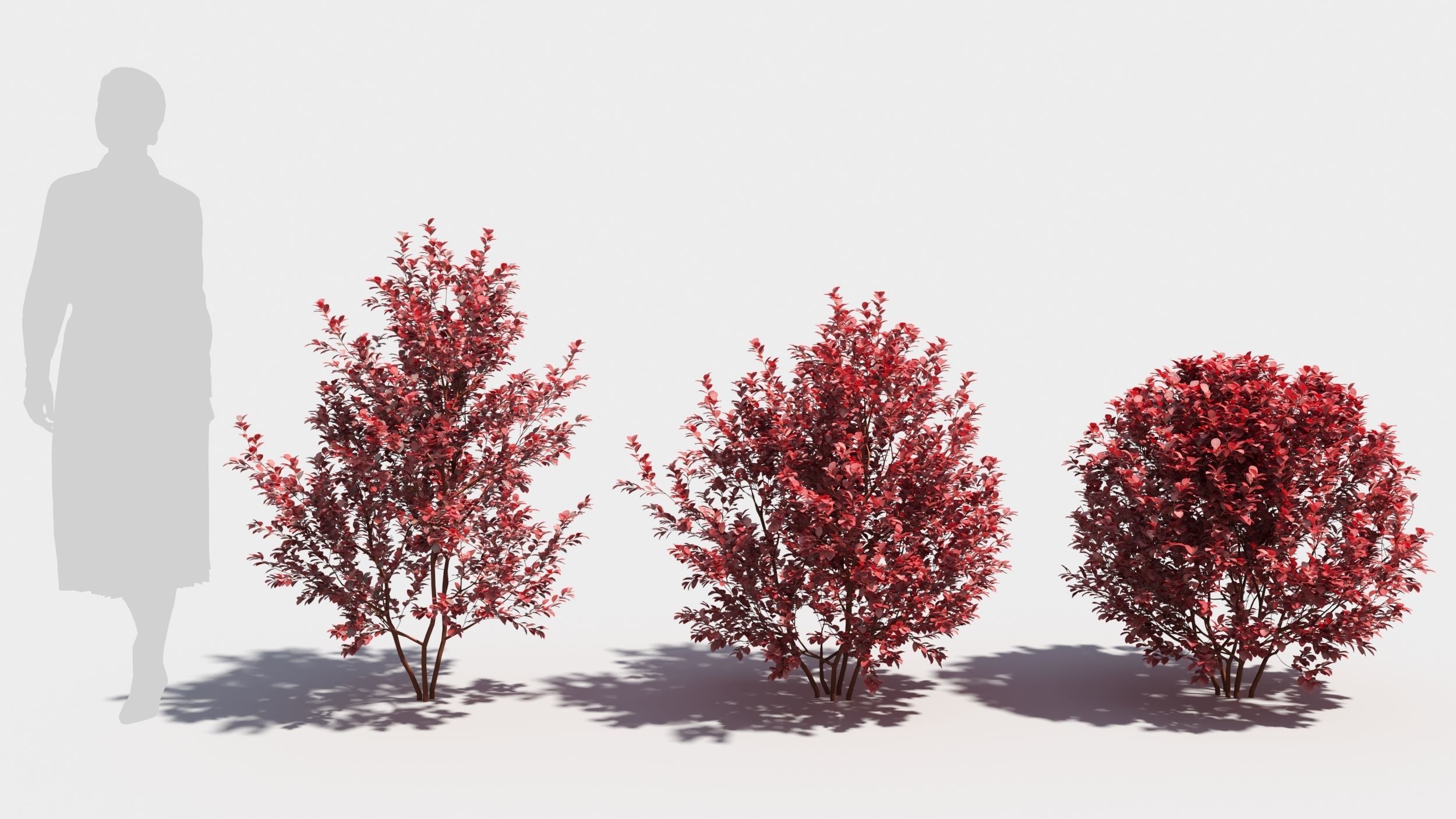 Berberis thunbergii 3D model_1