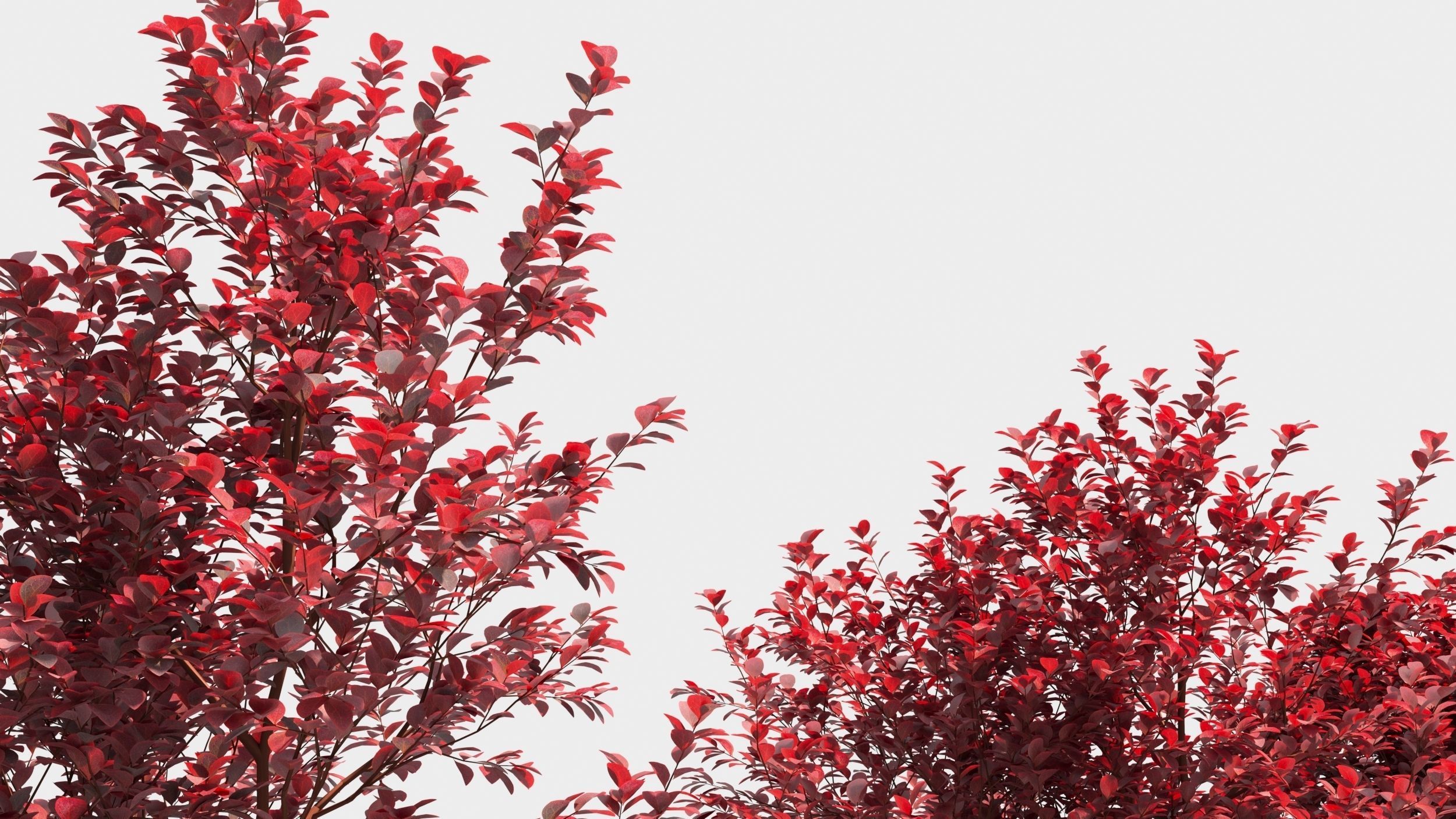 Berberis thunbergii 3D model_4
