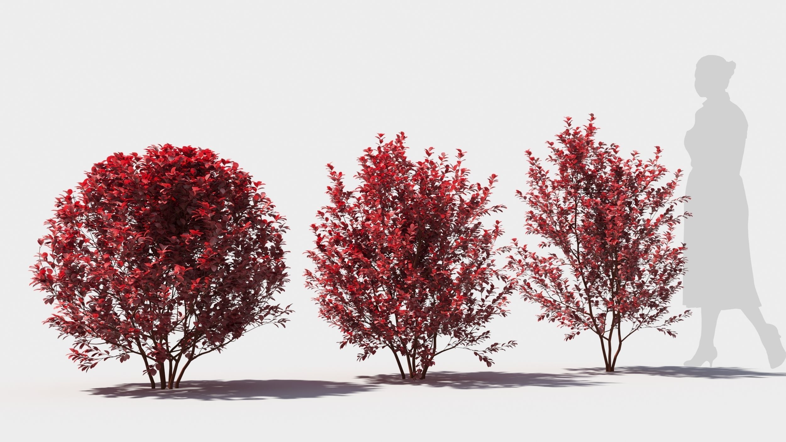 Berberis thunbergii 3D model_2