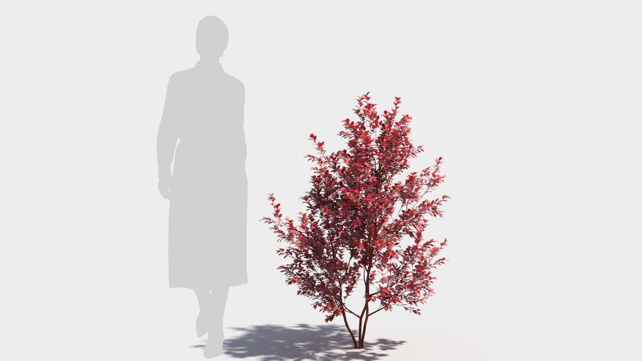 Berberis thunbergii 3D model_5