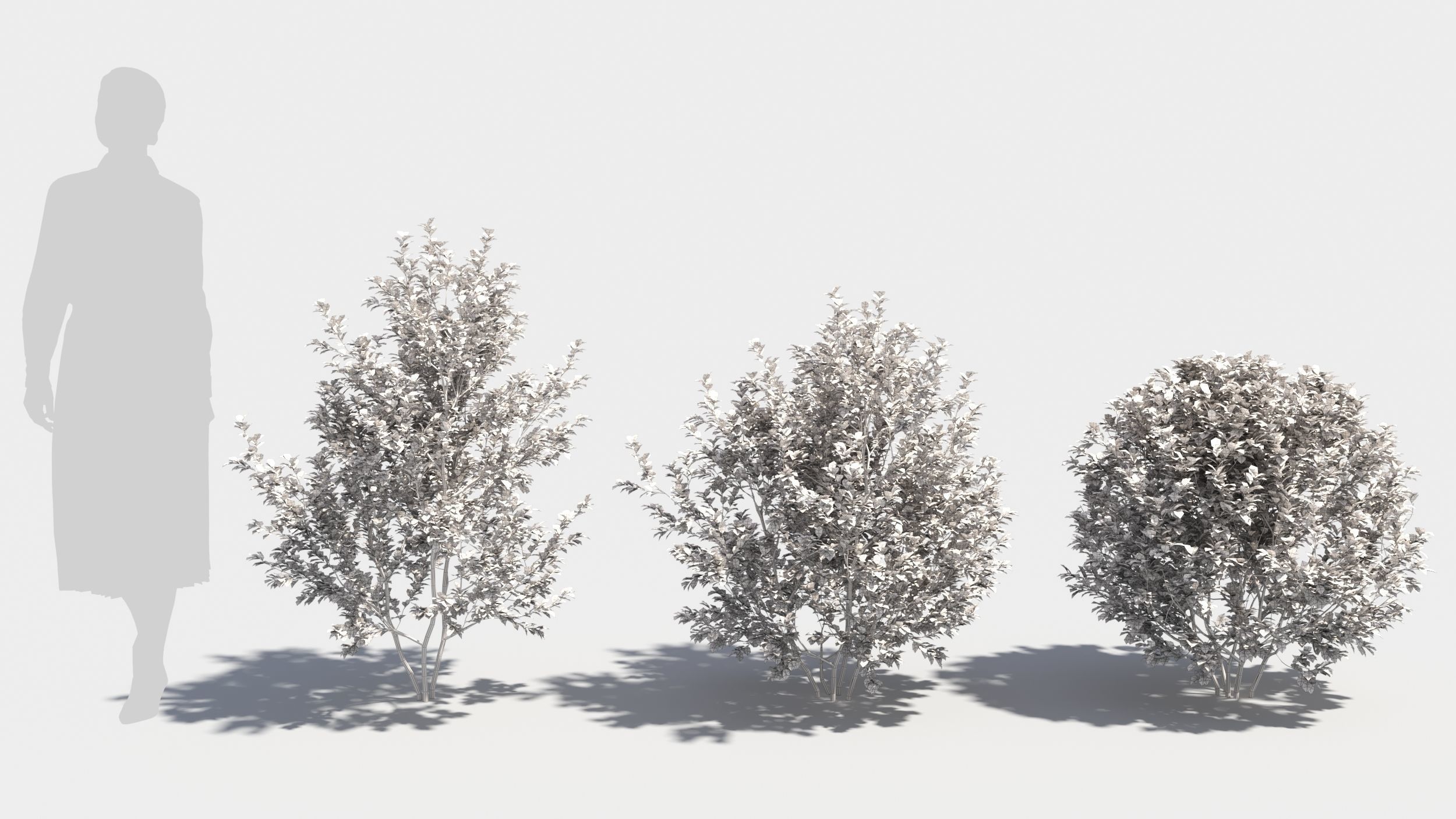 Berberis thunbergii 3D model_8