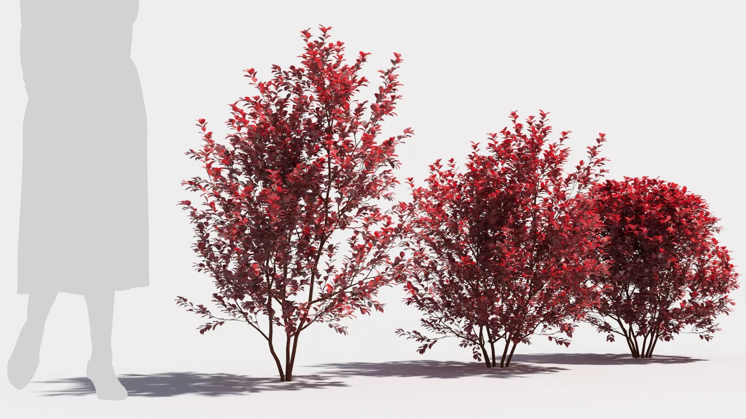 Berberis thunbergii 3D model_0