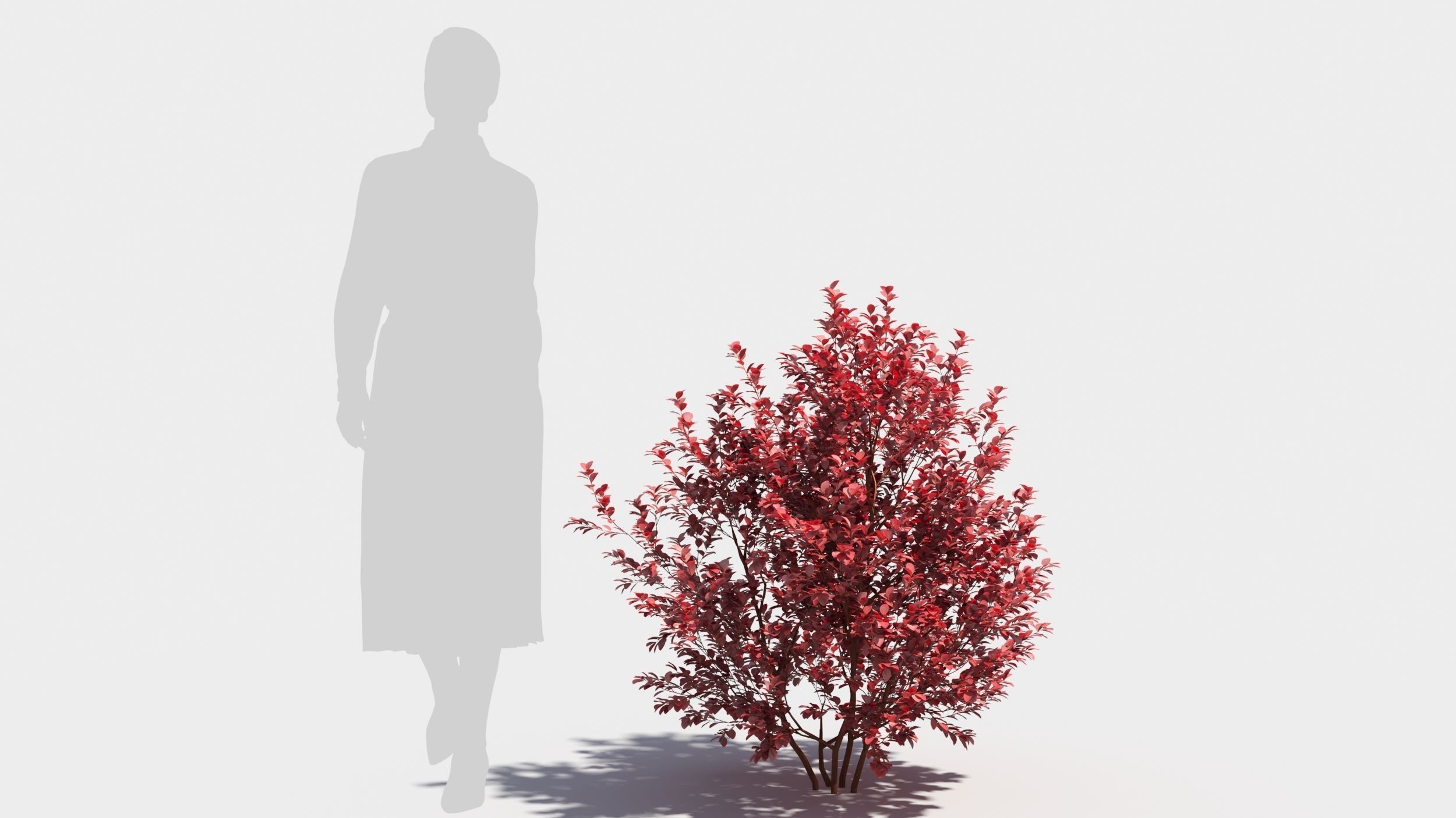 Berberis thunbergii 3D model_6