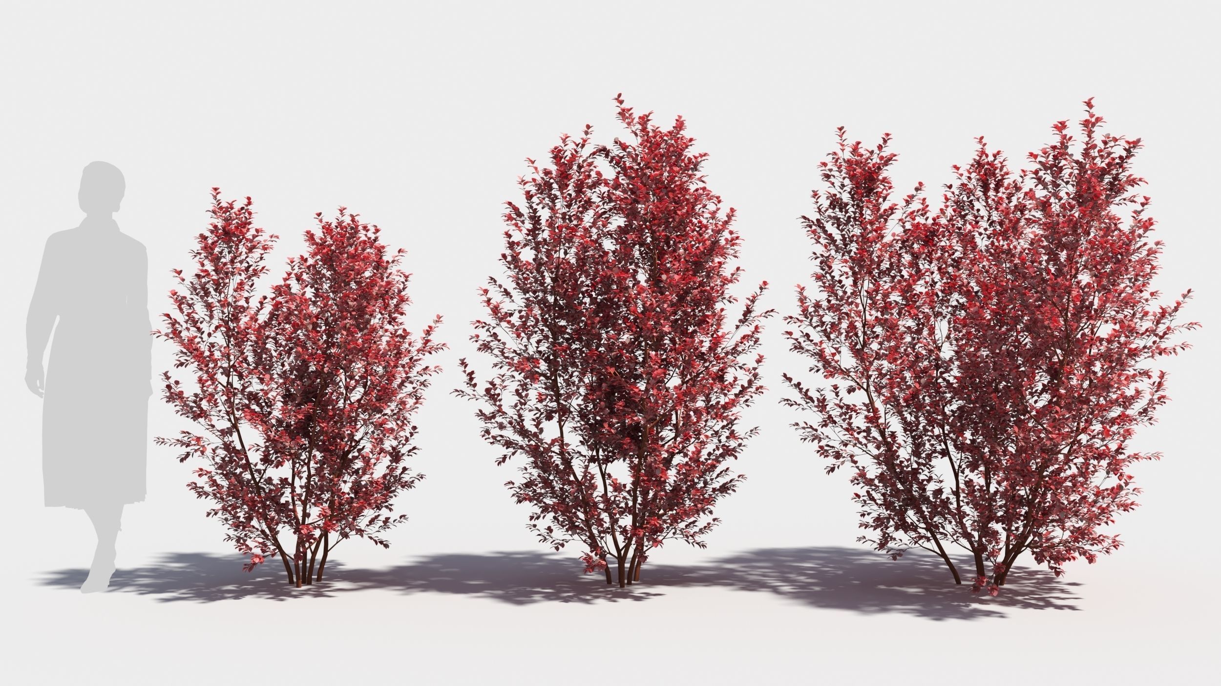 Berberis thunbergii 3D model_1