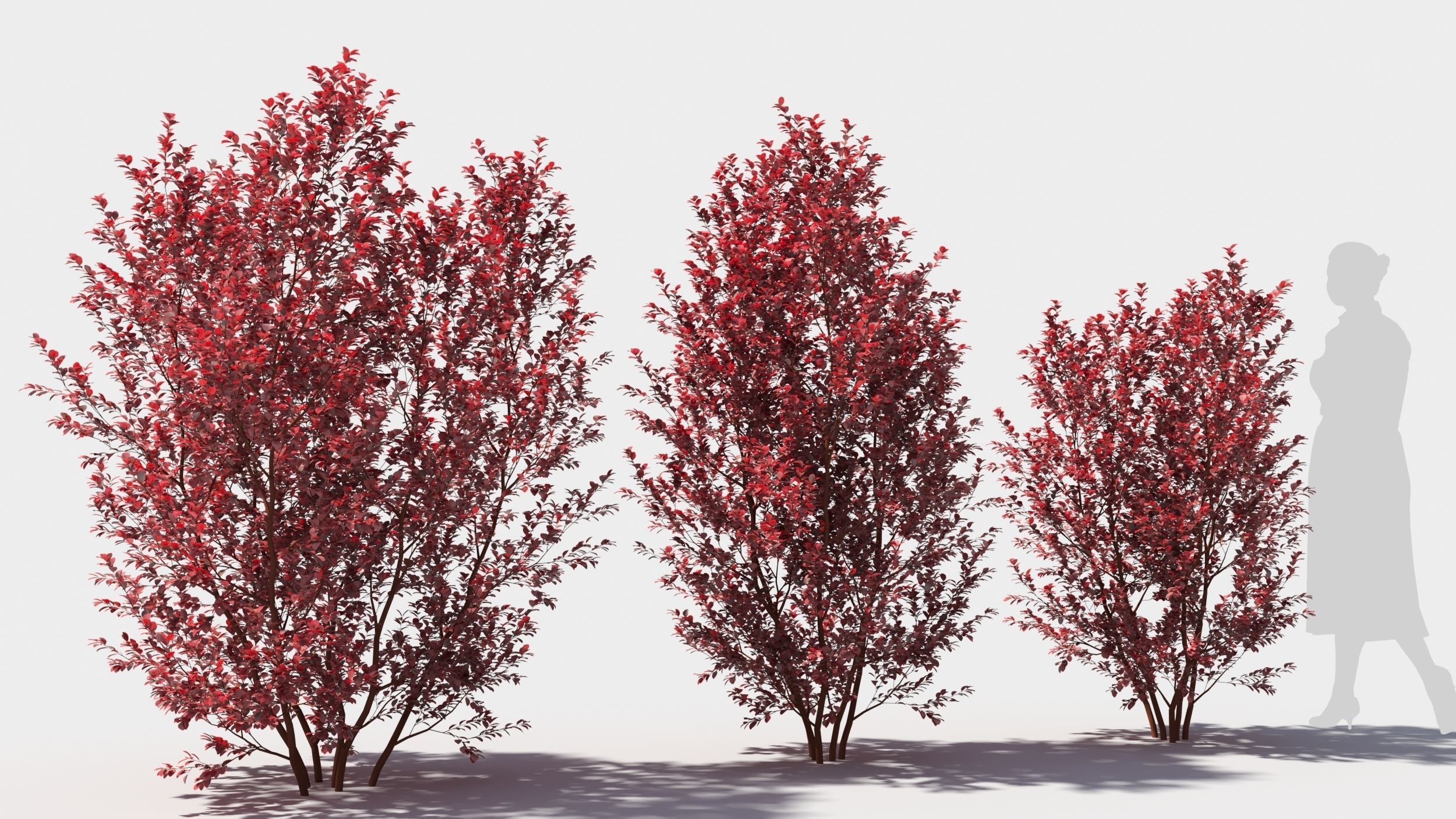Berberis thunbergii 3D model_3