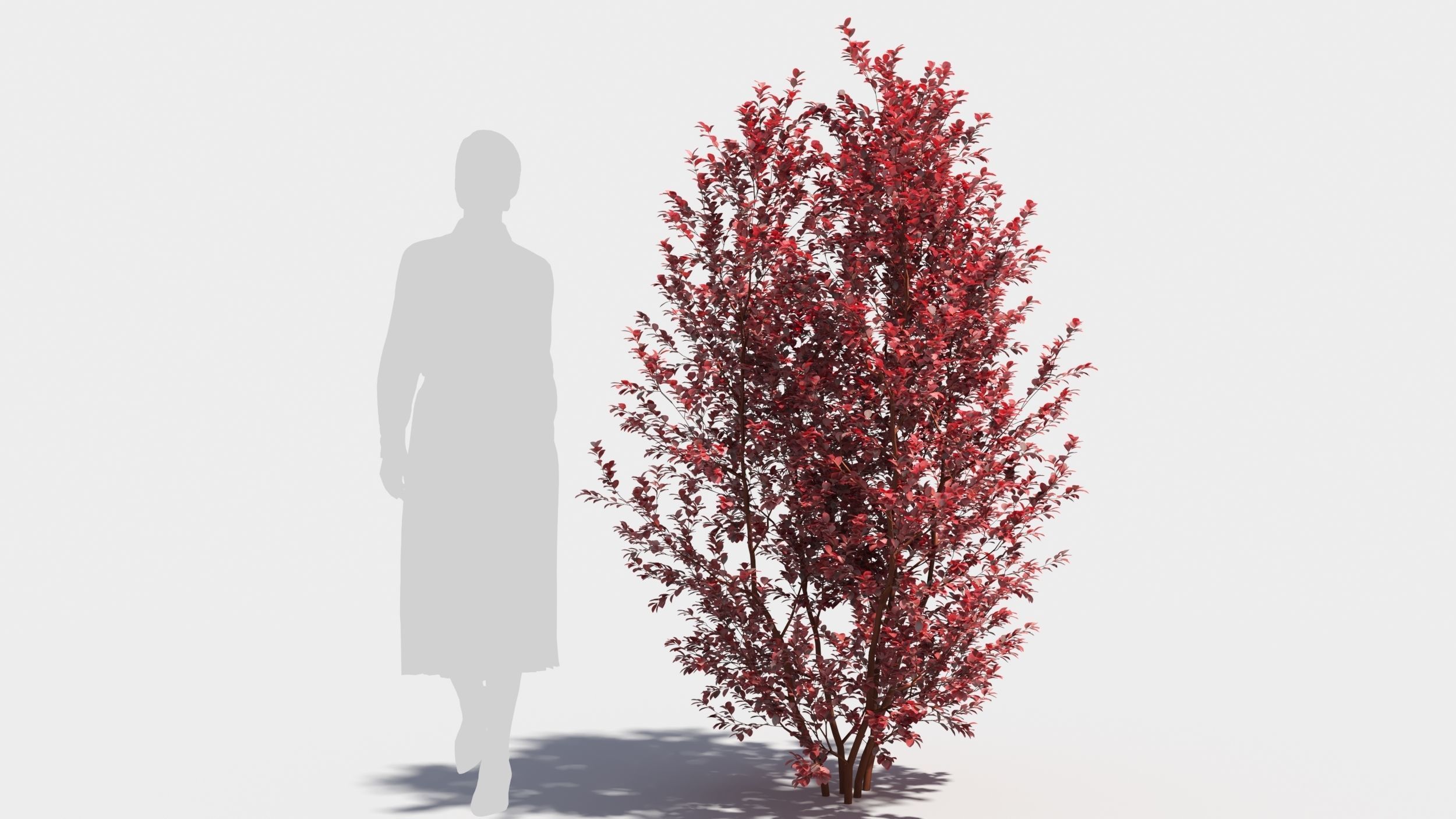 Berberis thunbergii 3D model_6