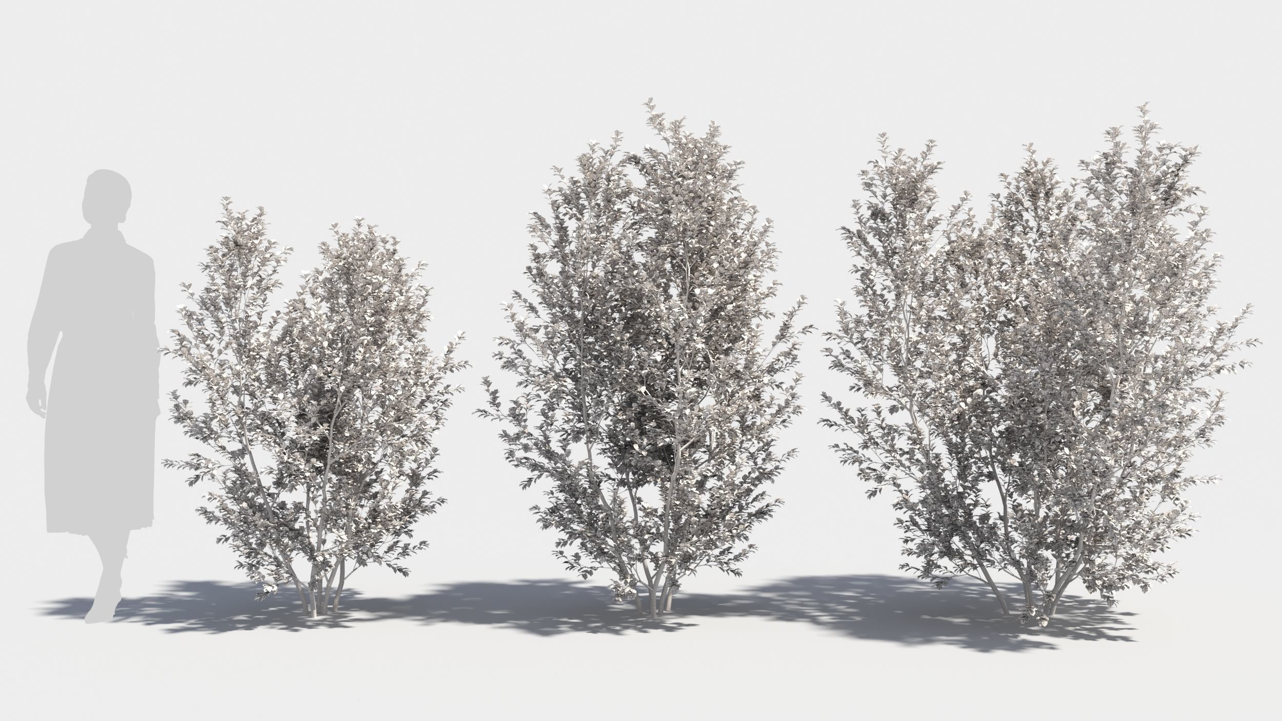 Berberis thunbergii 3D model_8