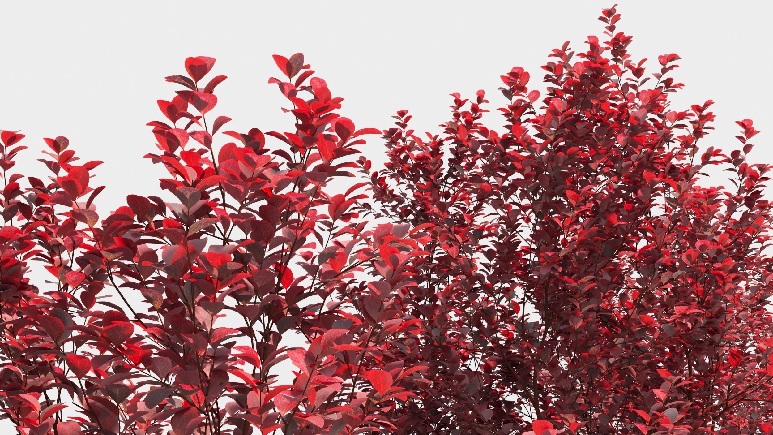 Berberis thunbergii 3D model_4
