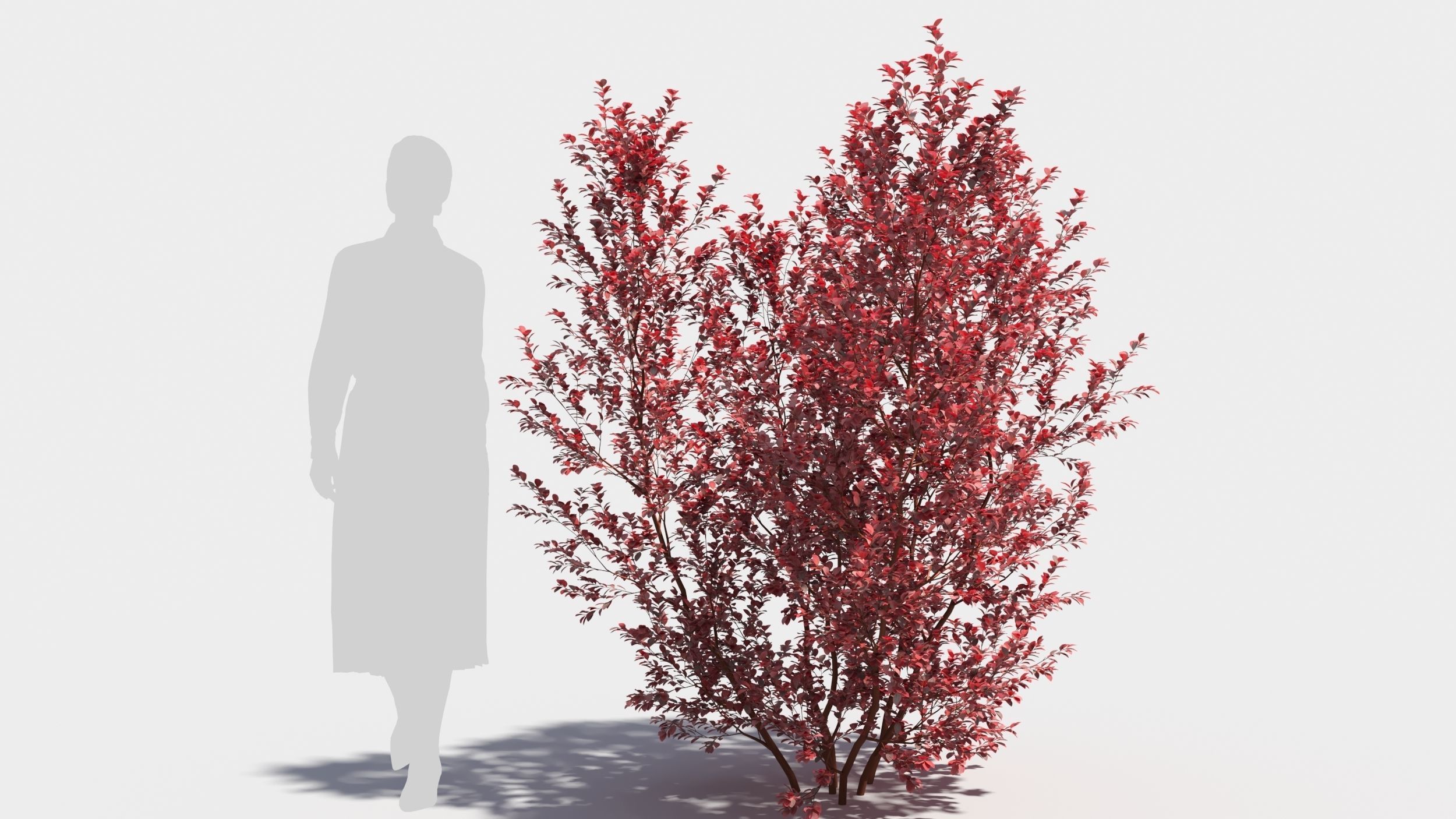 Berberis thunbergii 3D model_7
