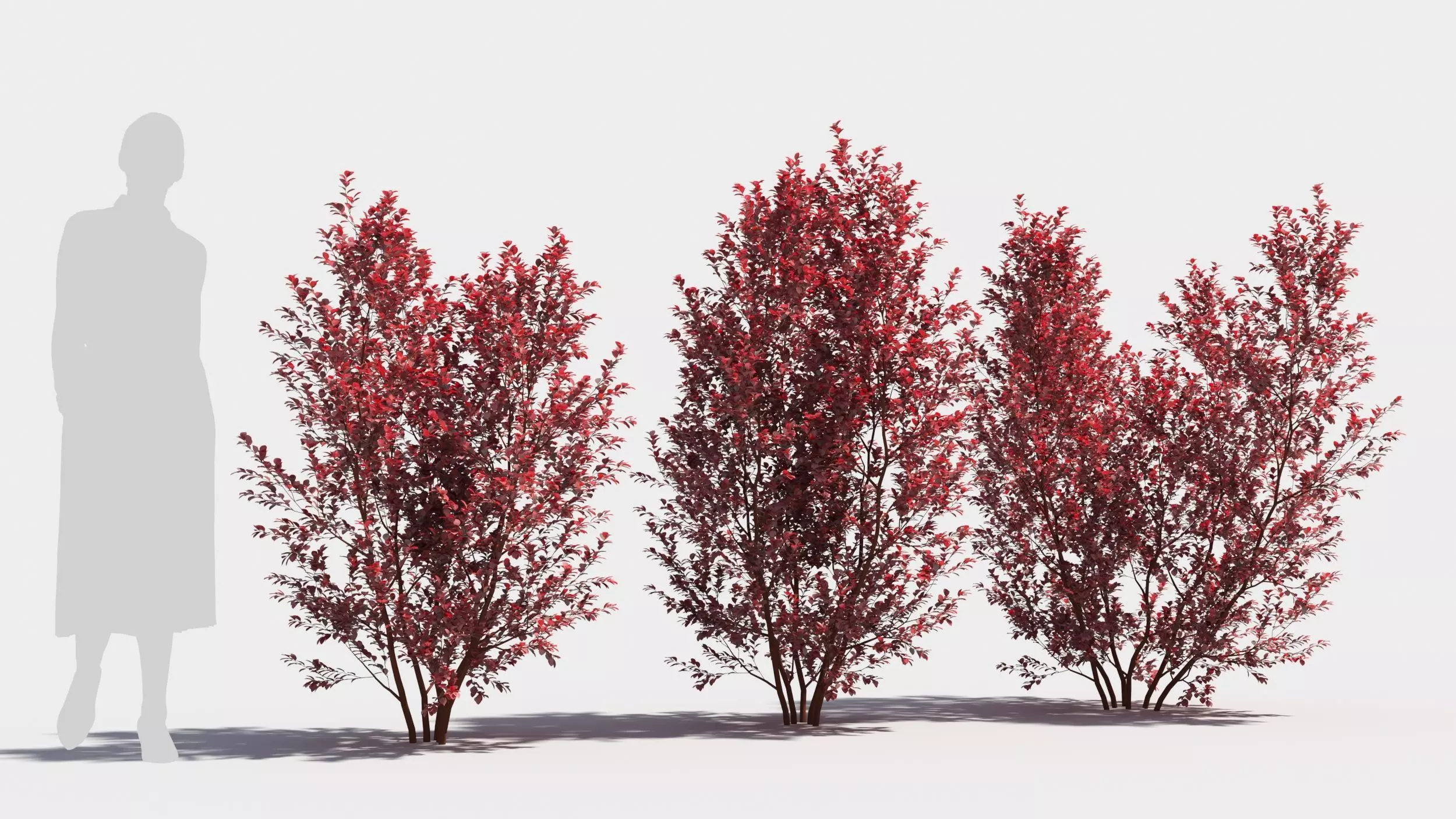 Berberis thunbergii 3D model_0
