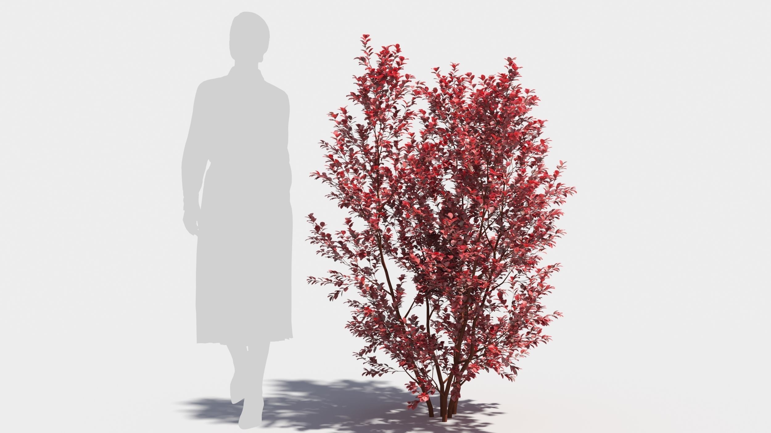 Berberis thunbergii 3D model_5