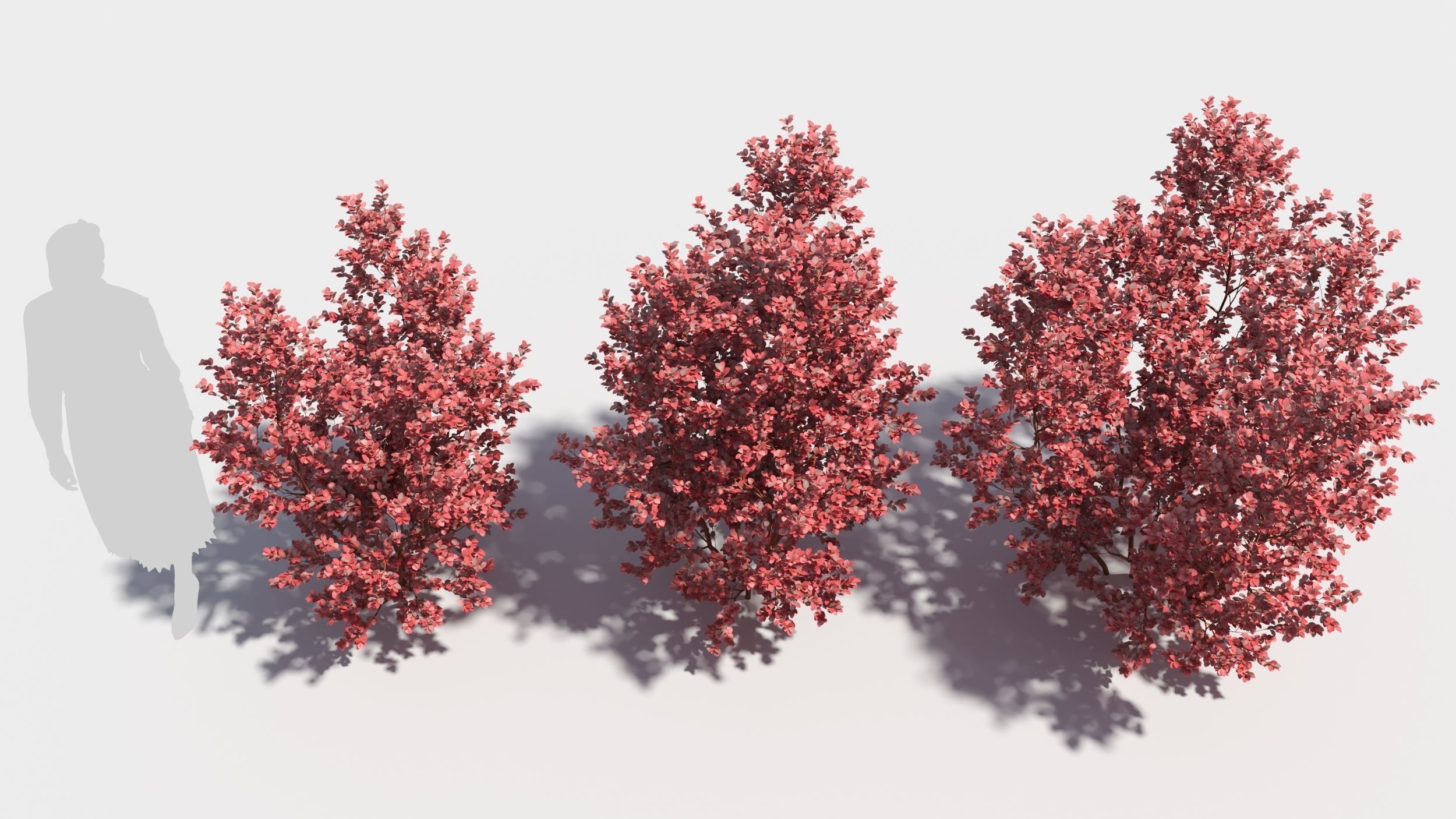 Berberis thunbergii 3D model_2