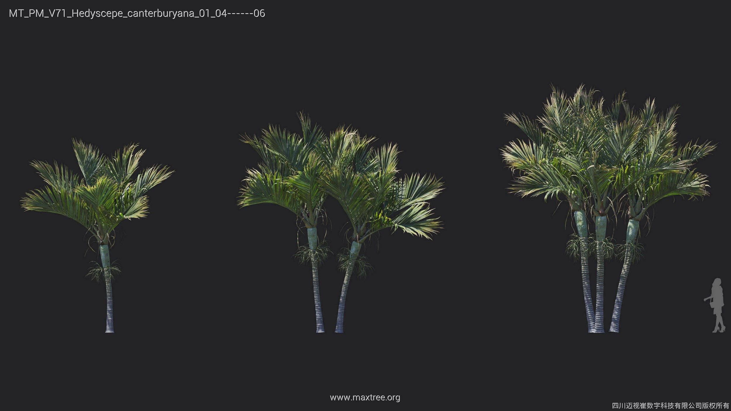 Maxtree Plant Models Vol 71 - Mesh 3D model_28