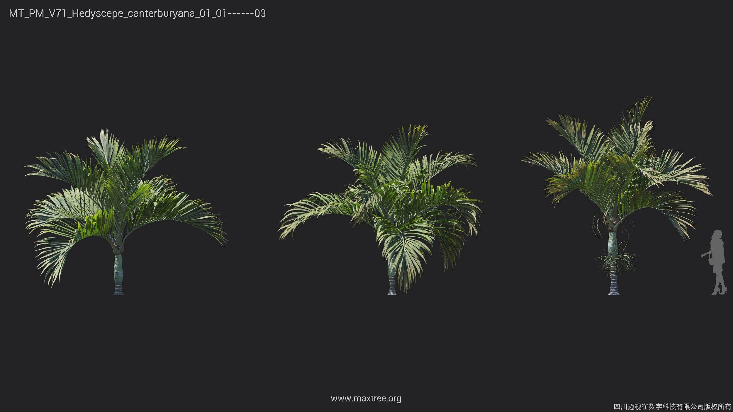 Maxtree Plant Models Vol 71 - Mesh 3D model_21