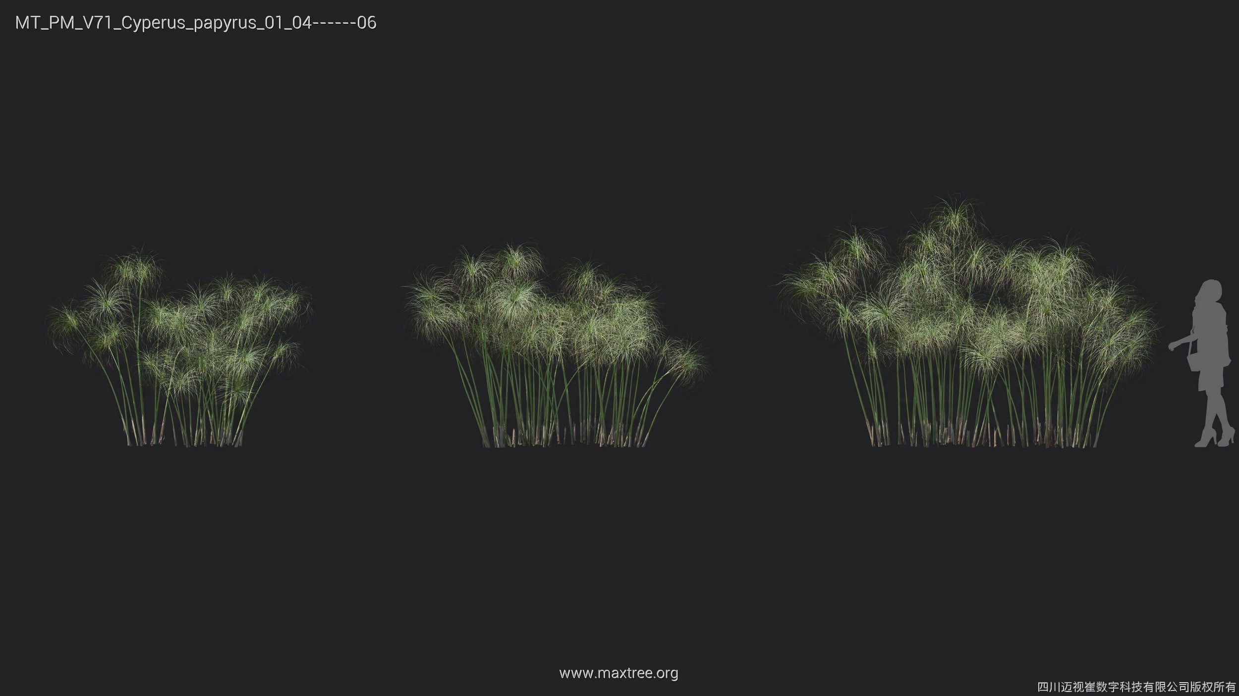 Maxtree Plant Models Vol 71 - Mesh 3D model_19