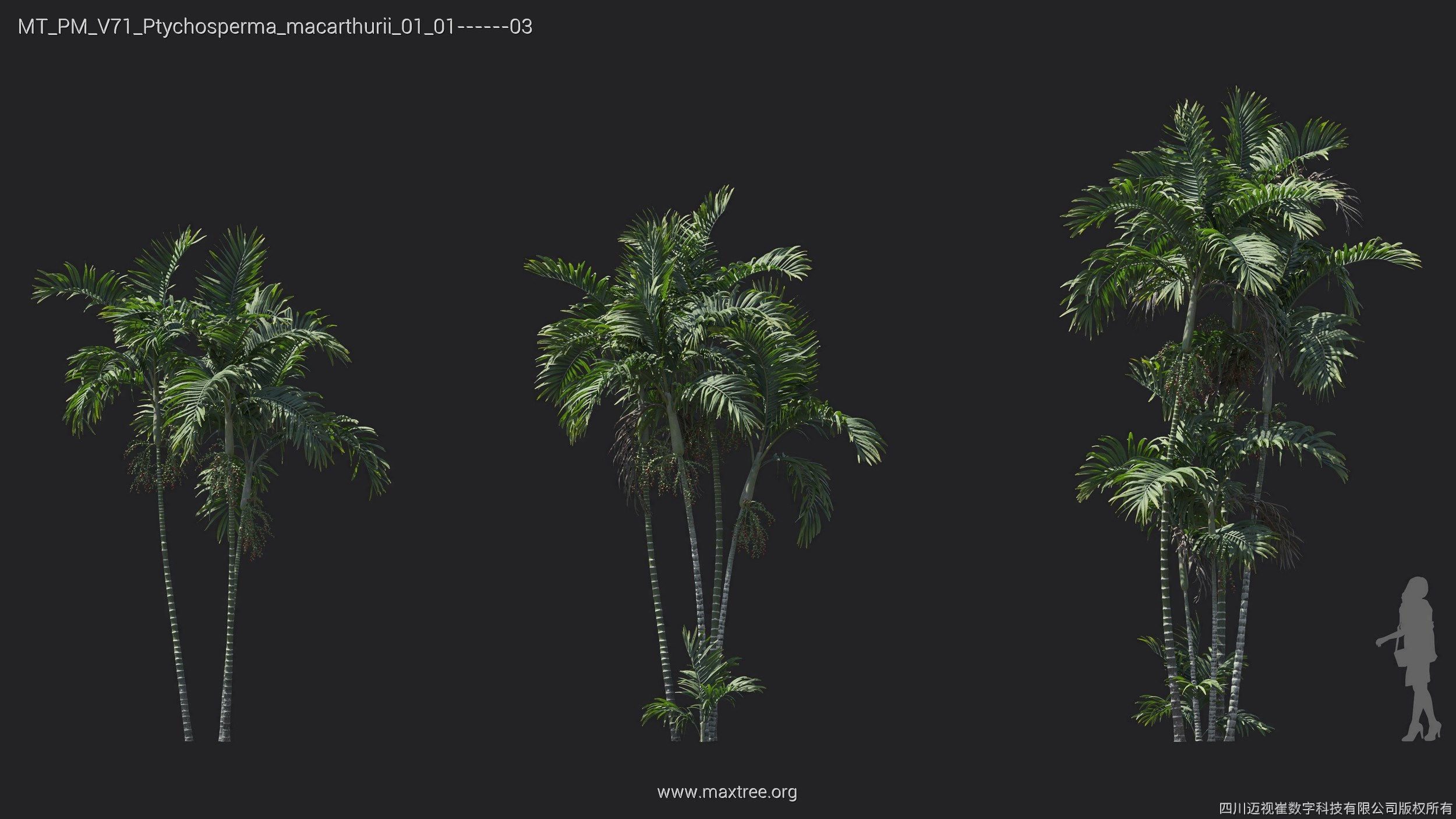 Maxtree Plant Models Vol 71 - Mesh 3D model_5