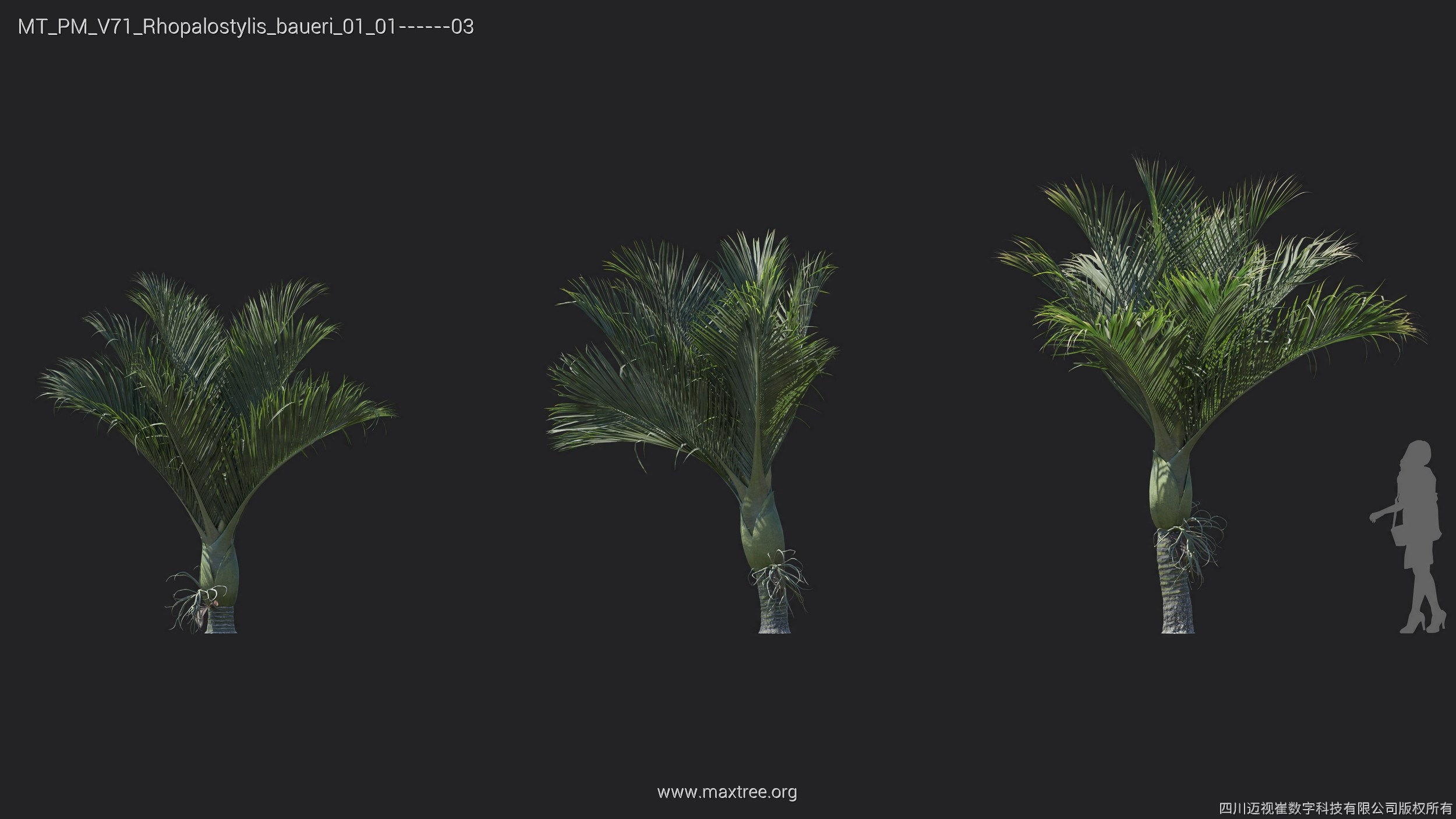 Maxtree Plant Models Vol 71 - Mesh 3D model_6