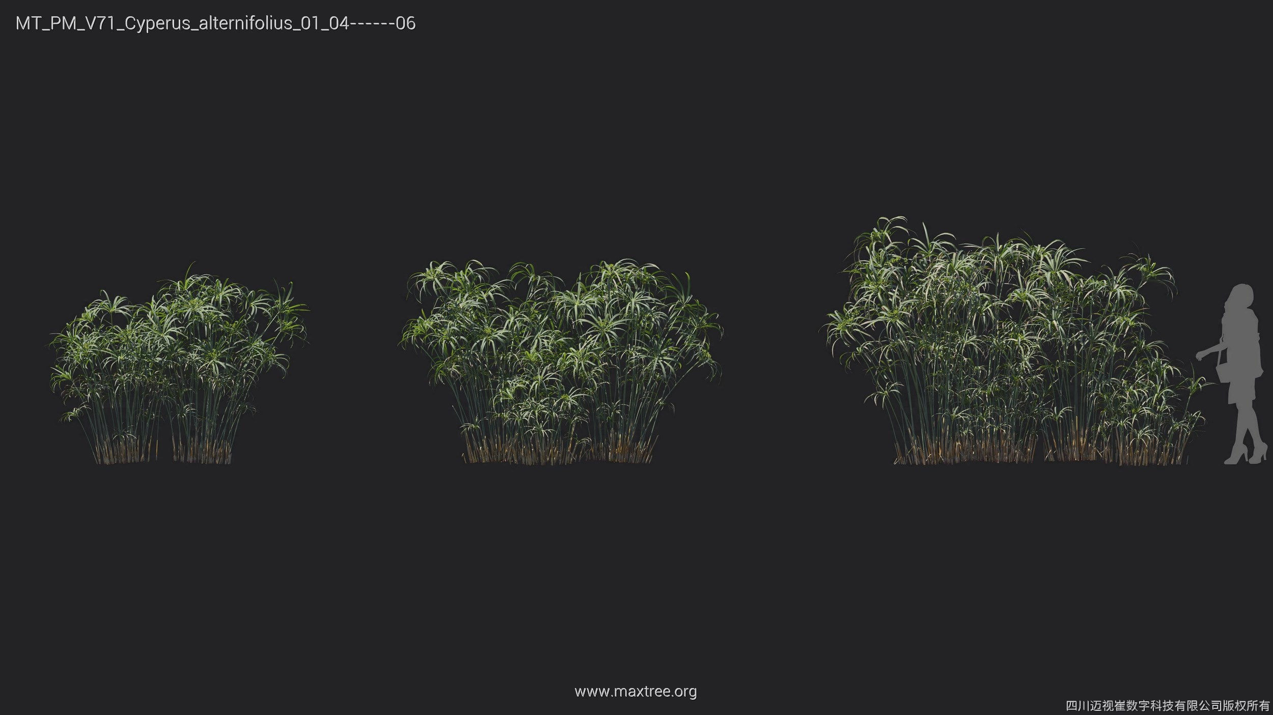 Maxtree Plant Models Vol 71 - Mesh 3D model_18