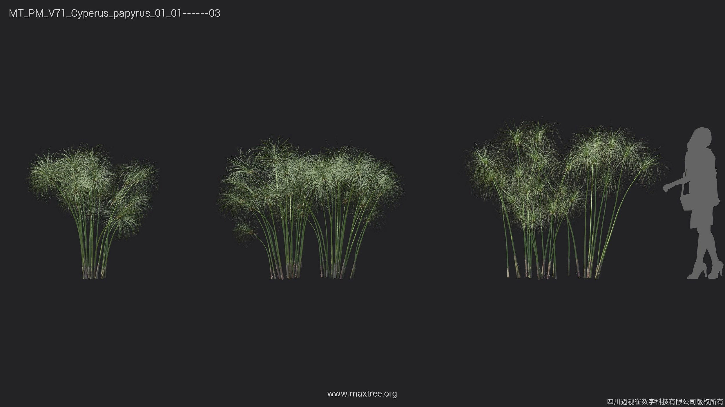 Maxtree Plant Models Vol 71 - Mesh 3D model_16