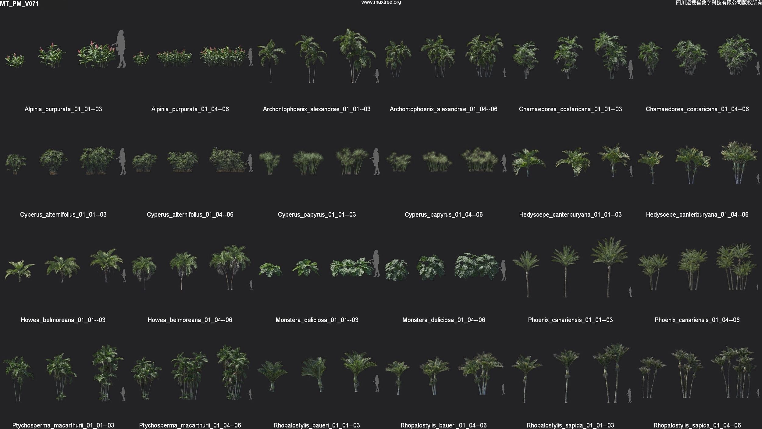 Maxtree Plant Models Vol 71 - Mesh 3D model_4