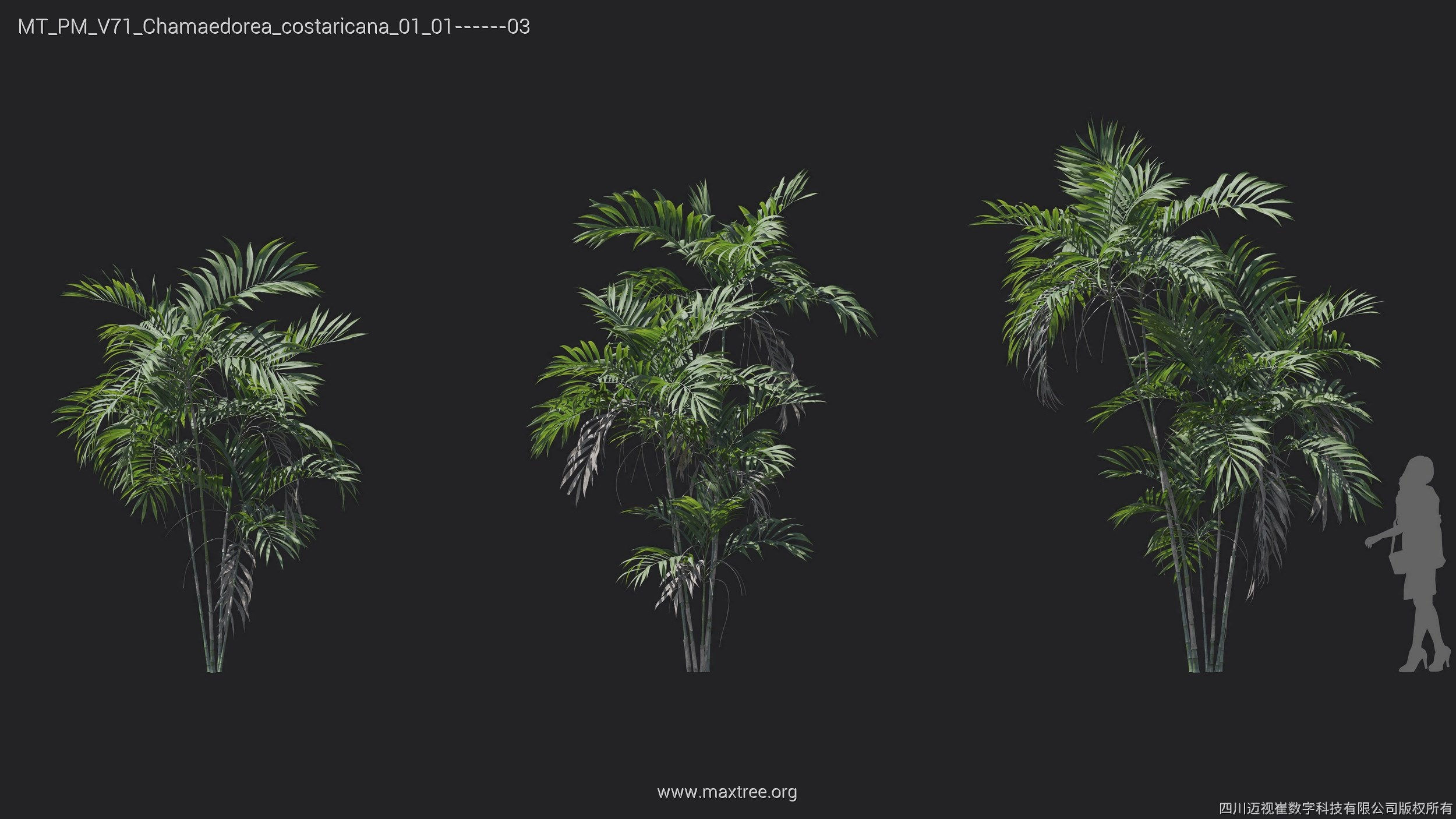 Maxtree Plant Models Vol 71 - Mesh 3D model_14