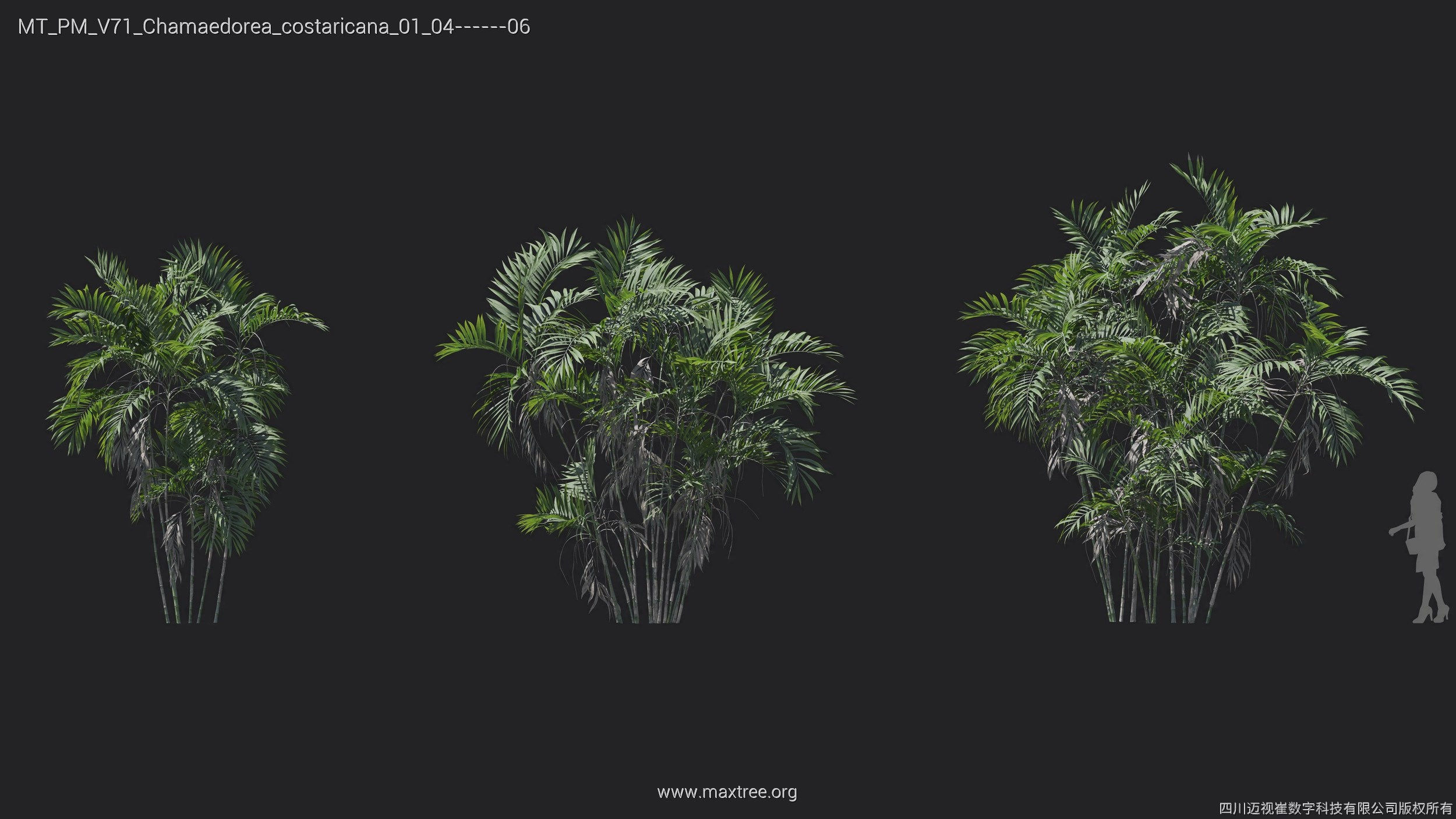 Maxtree Plant Models Vol 71 - Mesh 3D model_20
