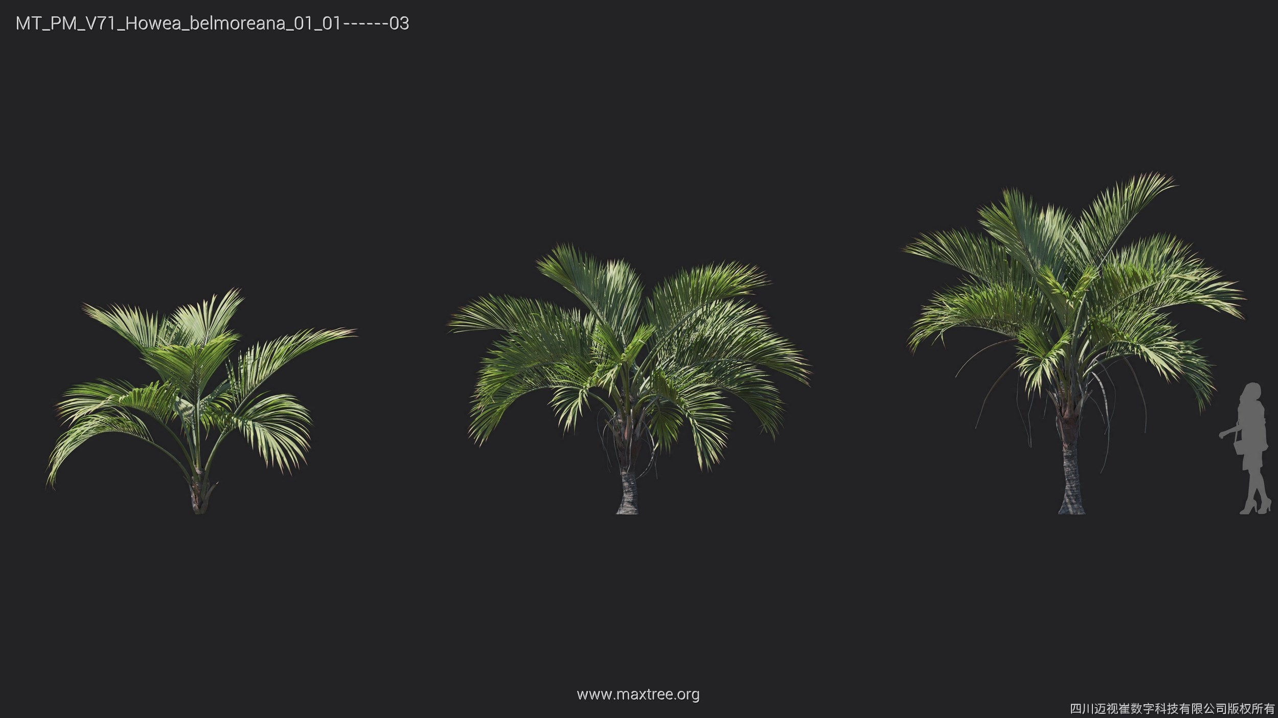 Maxtree Plant Models Vol 71 - Mesh 3D model_24