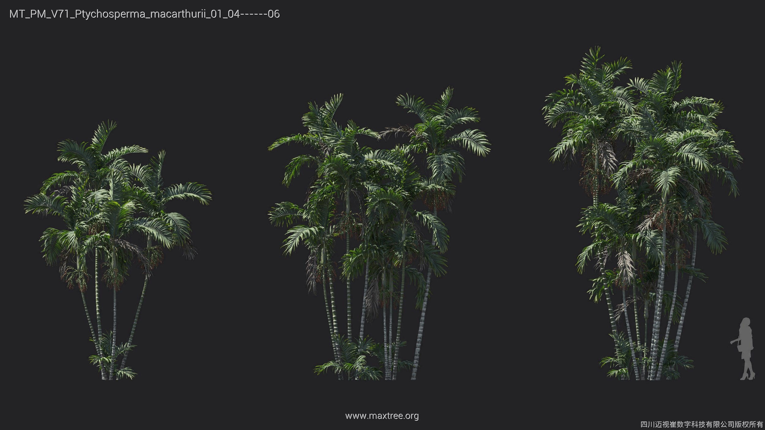 Maxtree Plant Models Vol 71 - Mesh 3D model_9
