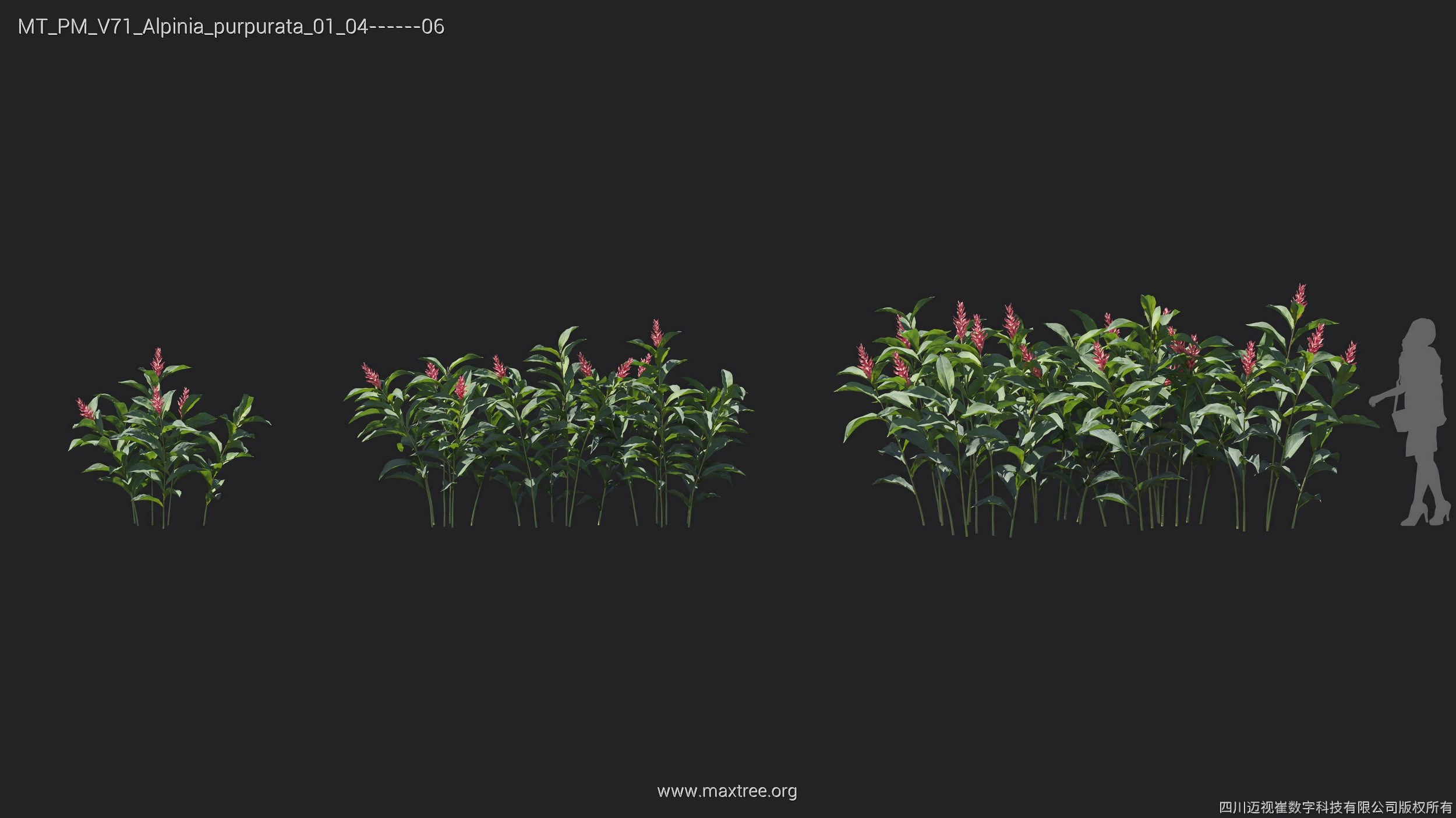 Maxtree Plant Models Vol 71 - Mesh 3D model_15