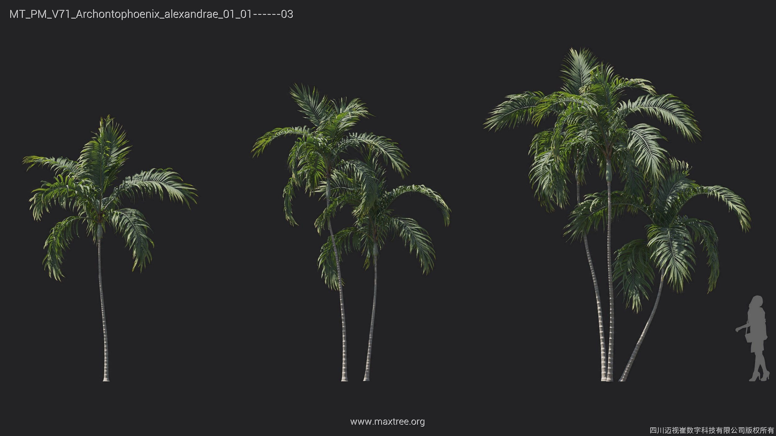 Maxtree Plant Models Vol 71 - Mesh 3D model_17