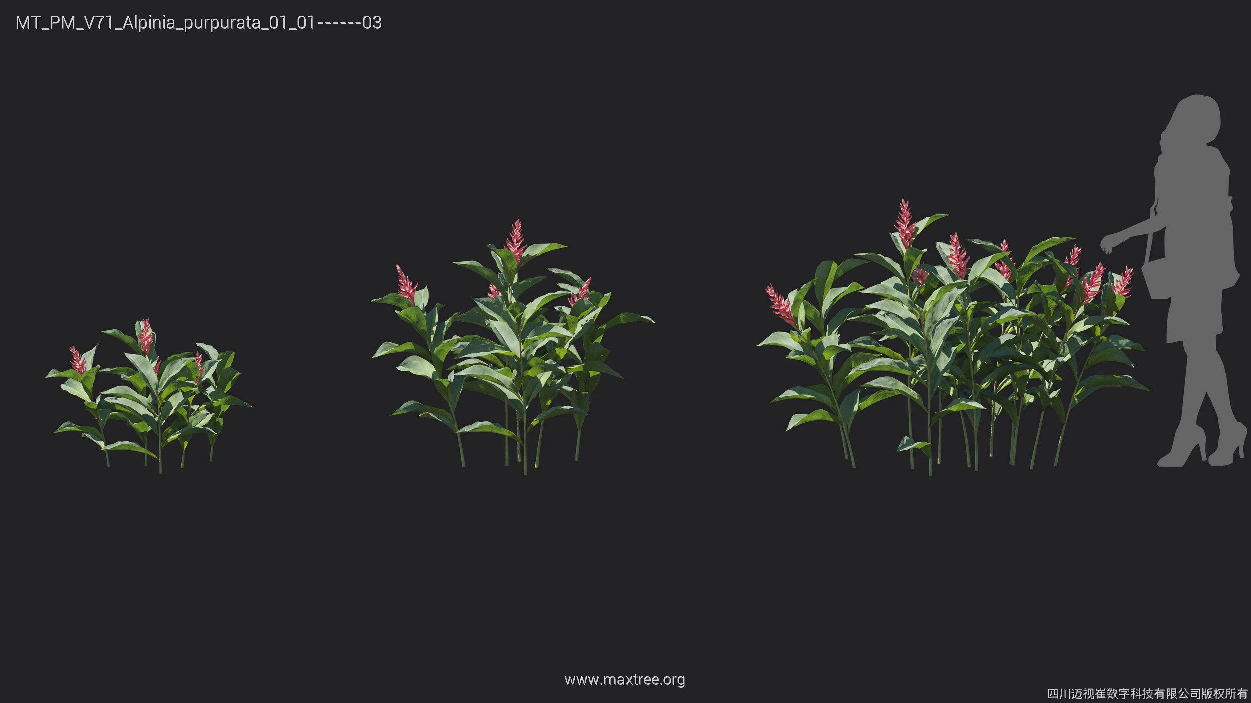 Maxtree Plant Models Vol 71 - Mesh 3D model_11