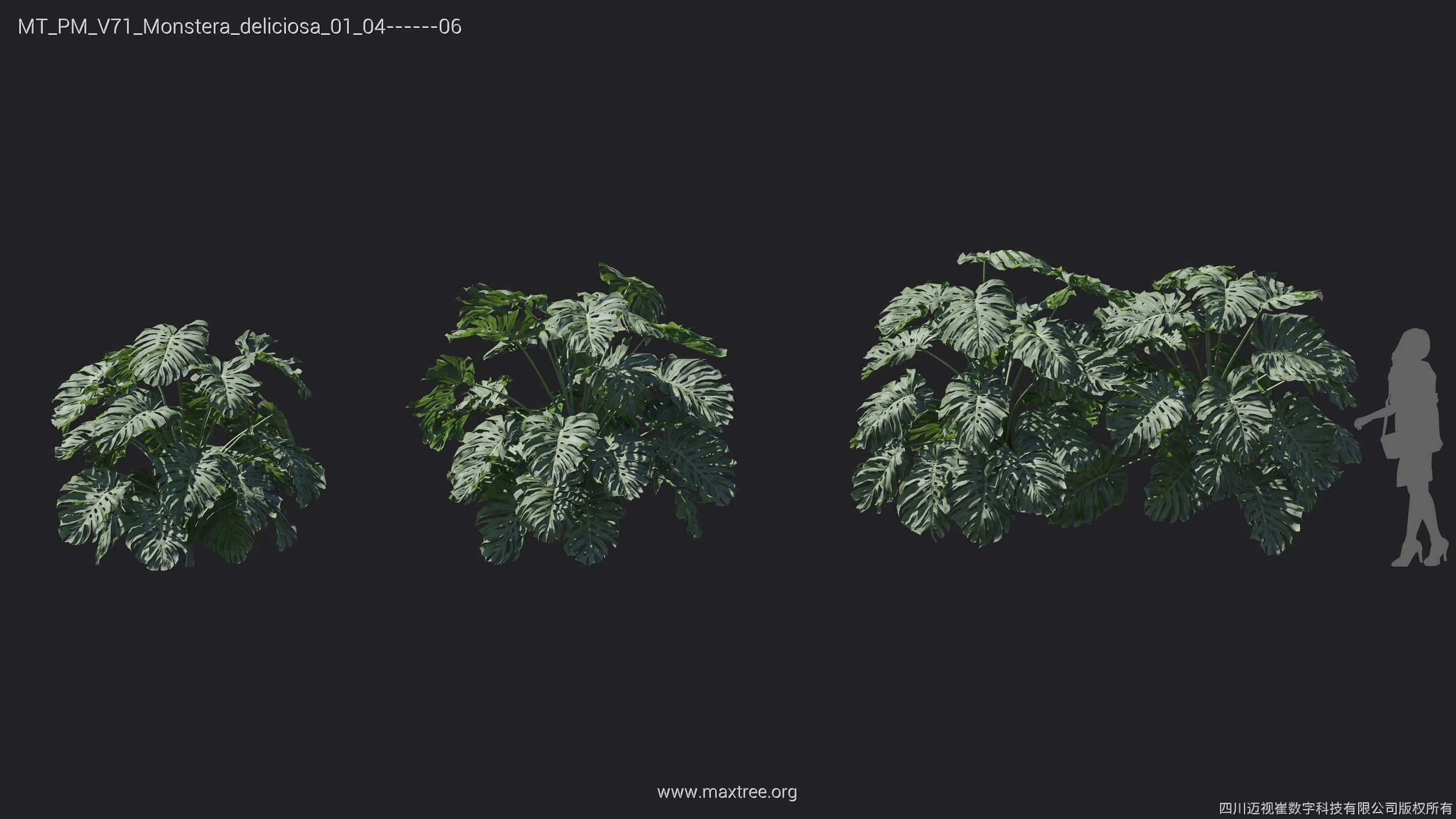 Maxtree Plant Models Vol 71 - Mesh 3D model_26