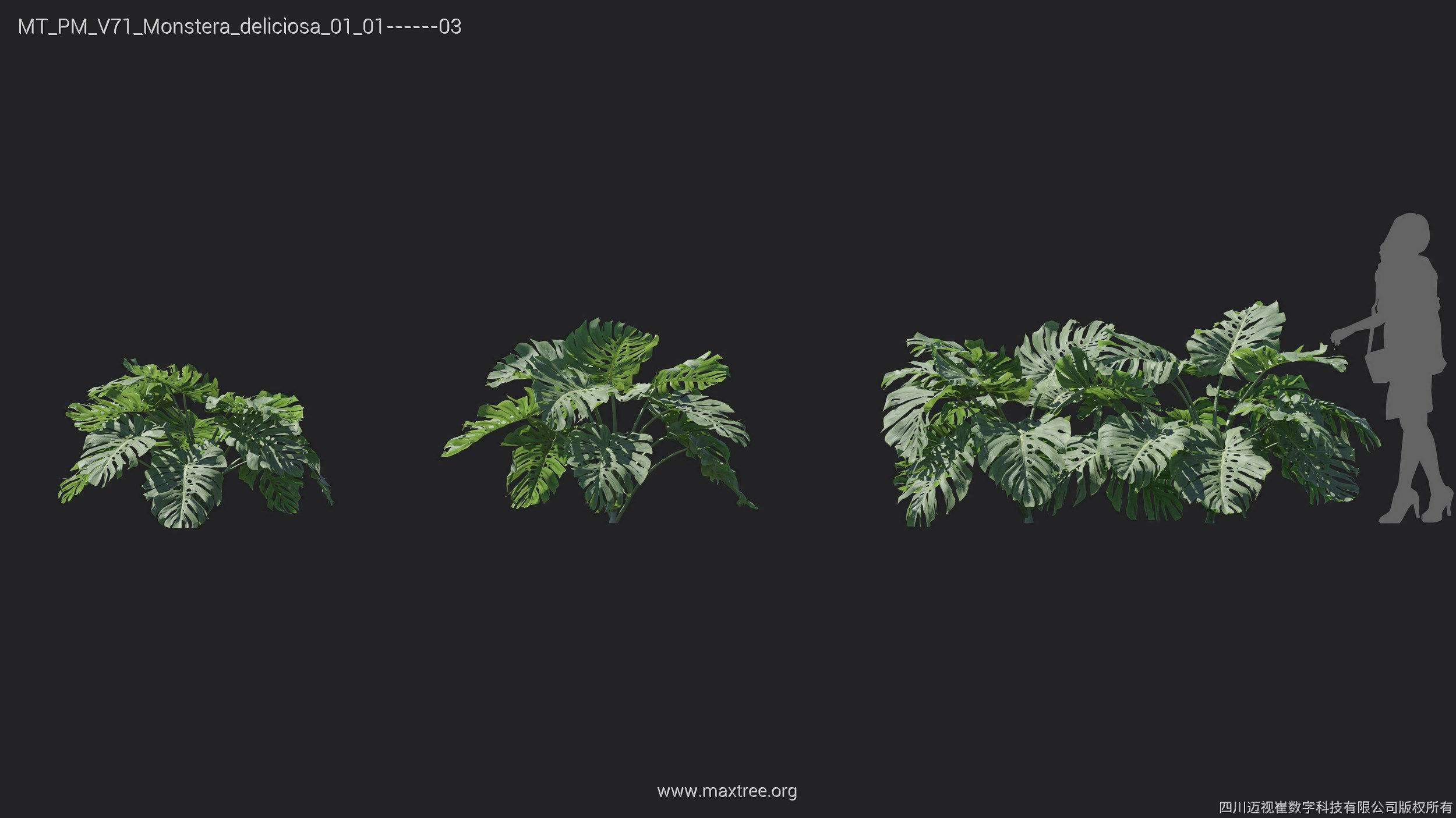 Maxtree Plant Models Vol 71 - Mesh 3D model_23