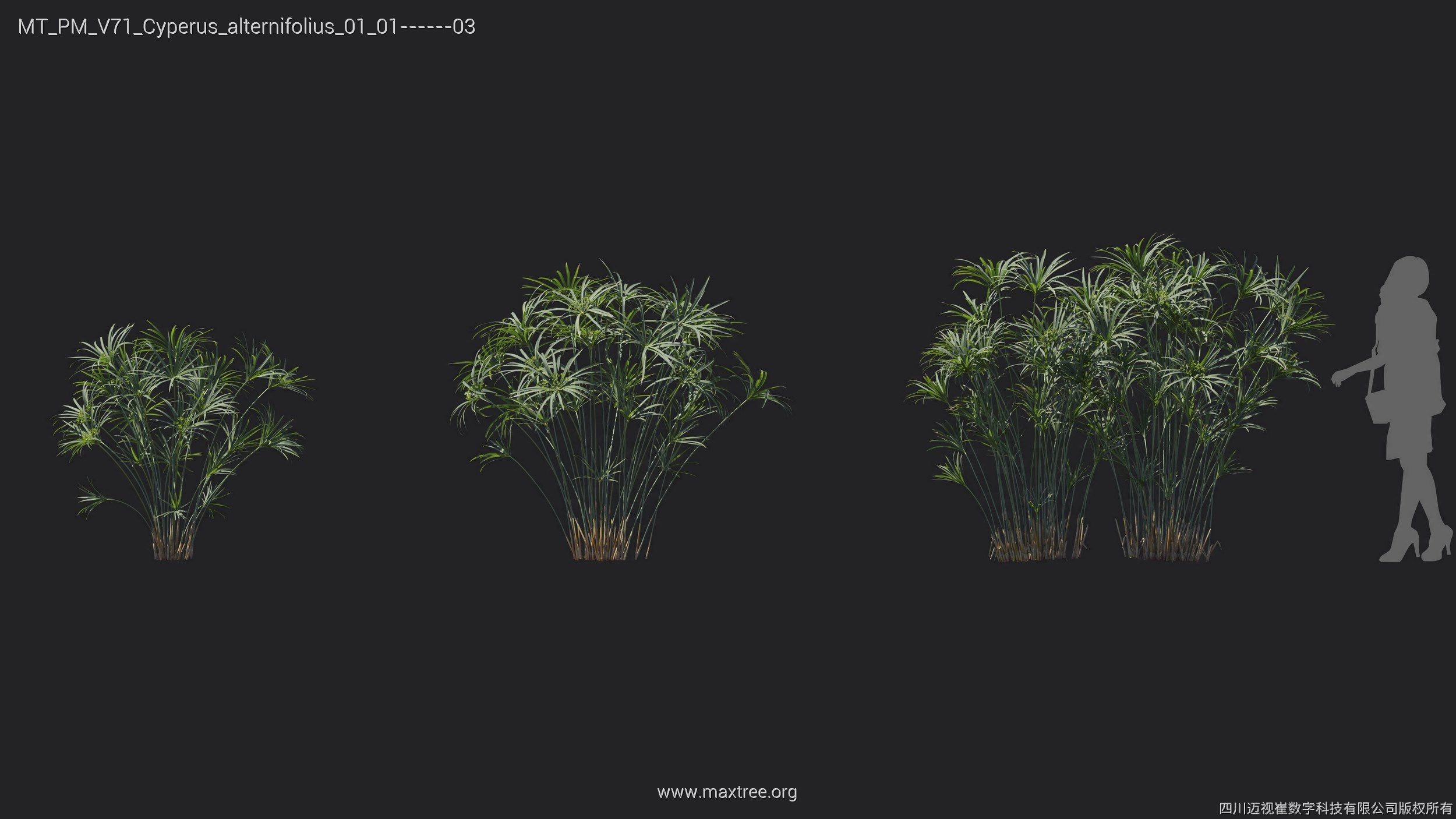 Maxtree Plant Models Vol 71 - Mesh 3D model_13