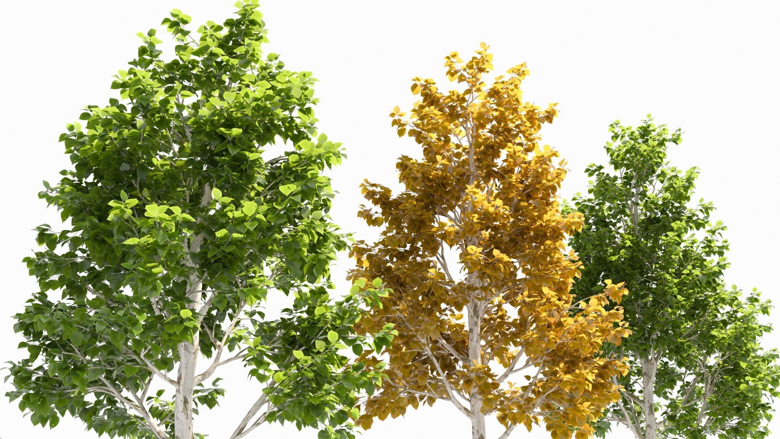 betula platyphylla 3D model_4