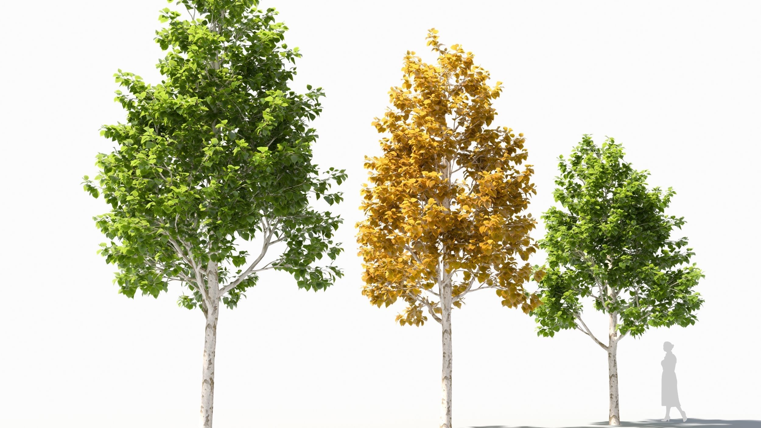 betula platyphylla 3D model_3