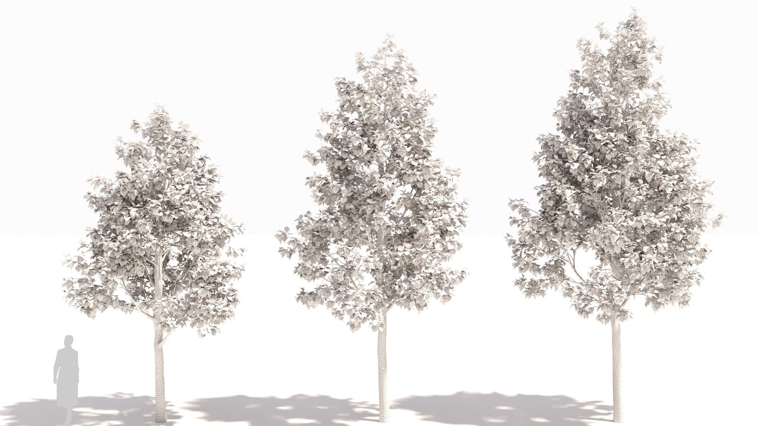 betula platyphylla 3D model_8