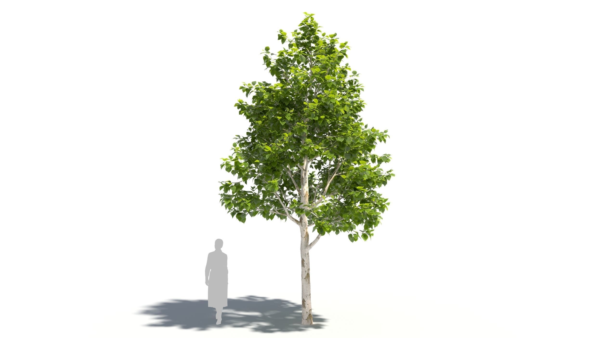 betula platyphylla 3D model_5